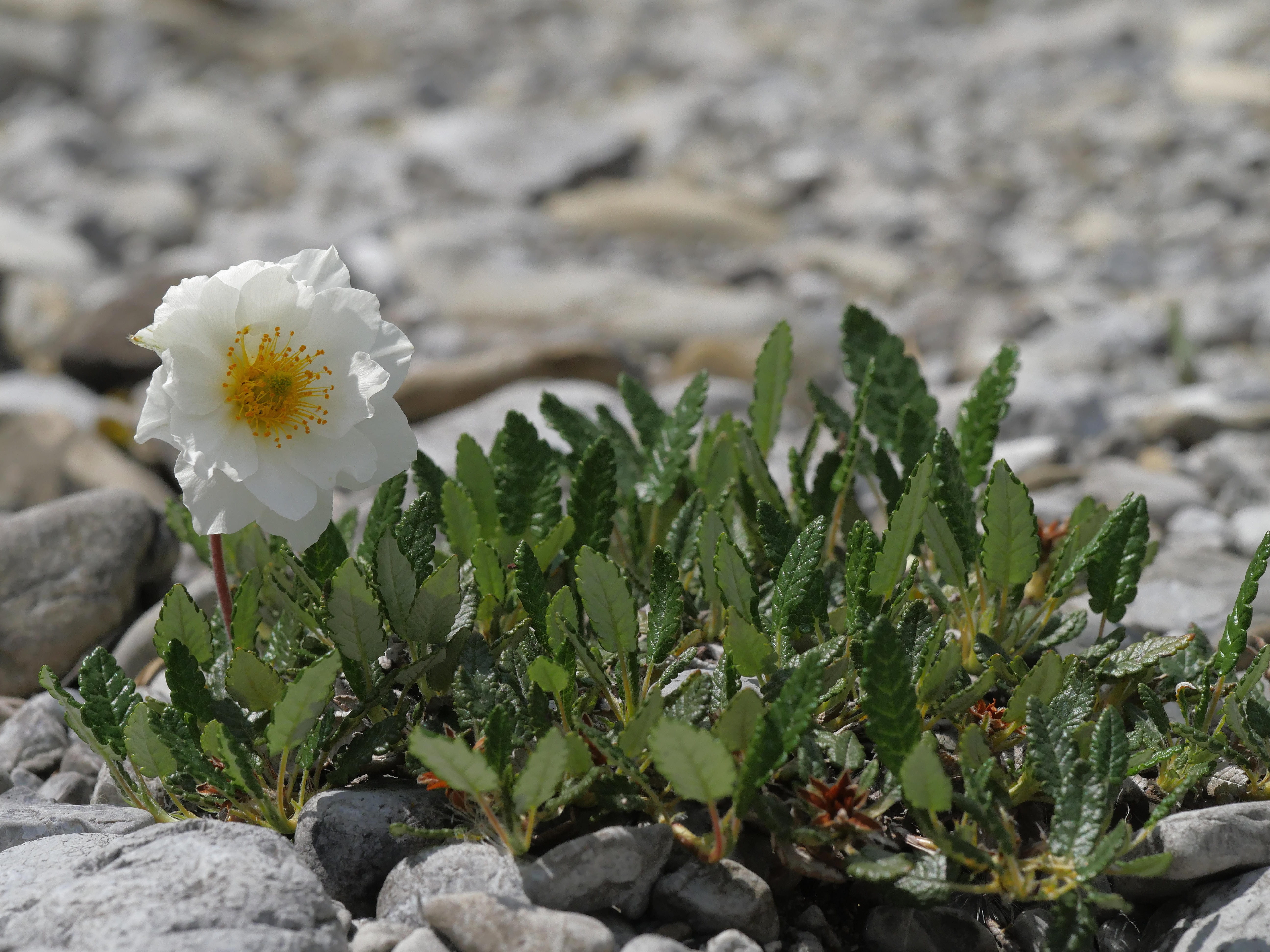 leaf, alpine flower, focus on foreground, flower, growth, vulnerability, nature, outdoors, white, green color, 5K, leaves, springtime, small, plant part, HD Wallpaper