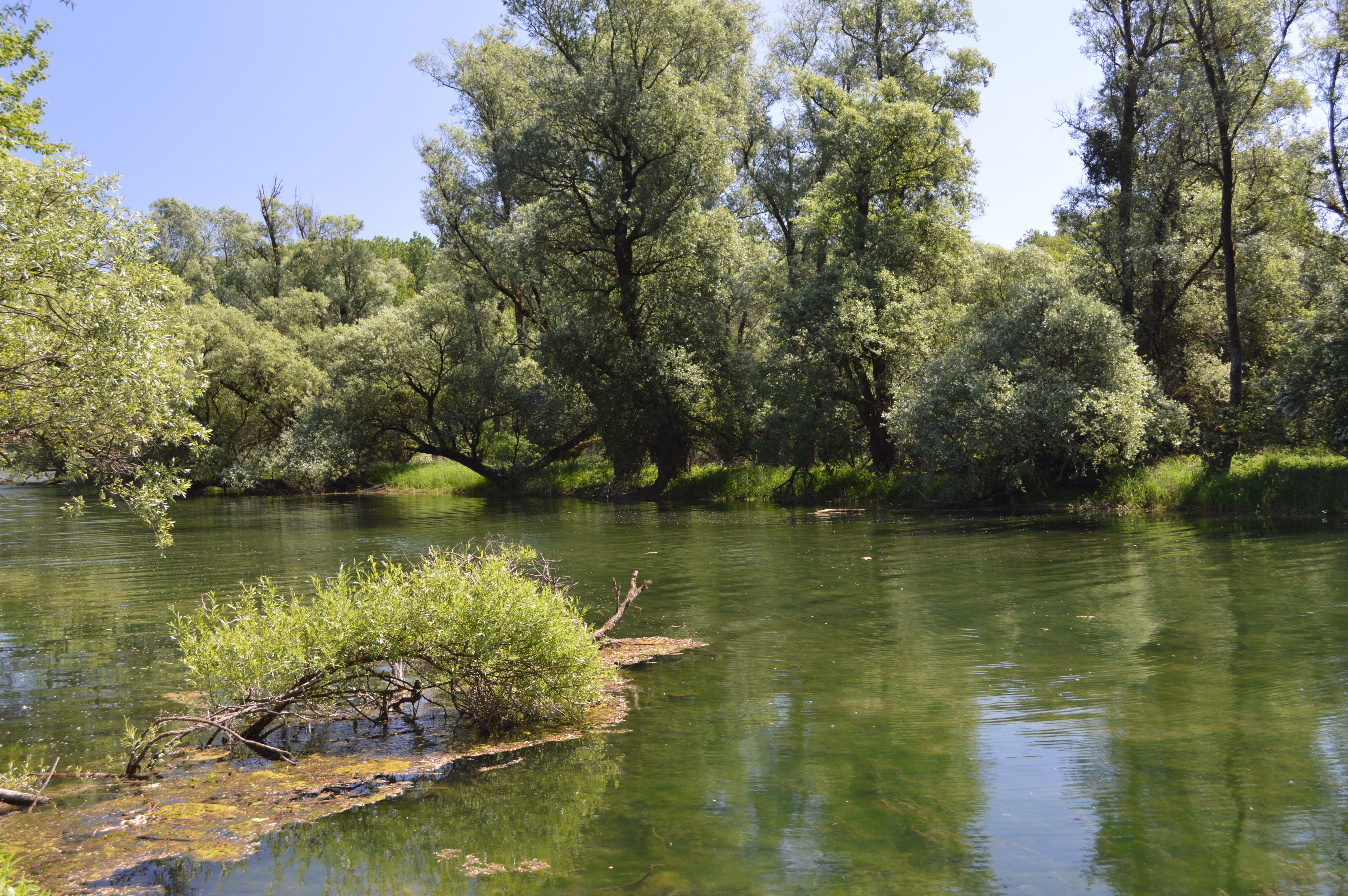 growth, reflection, lake, nature, river, riparian zone, beauty in nature, idyllic, river landscape, non-urban scene, water, plant, green color, scenics - nature, HD Wallpaper