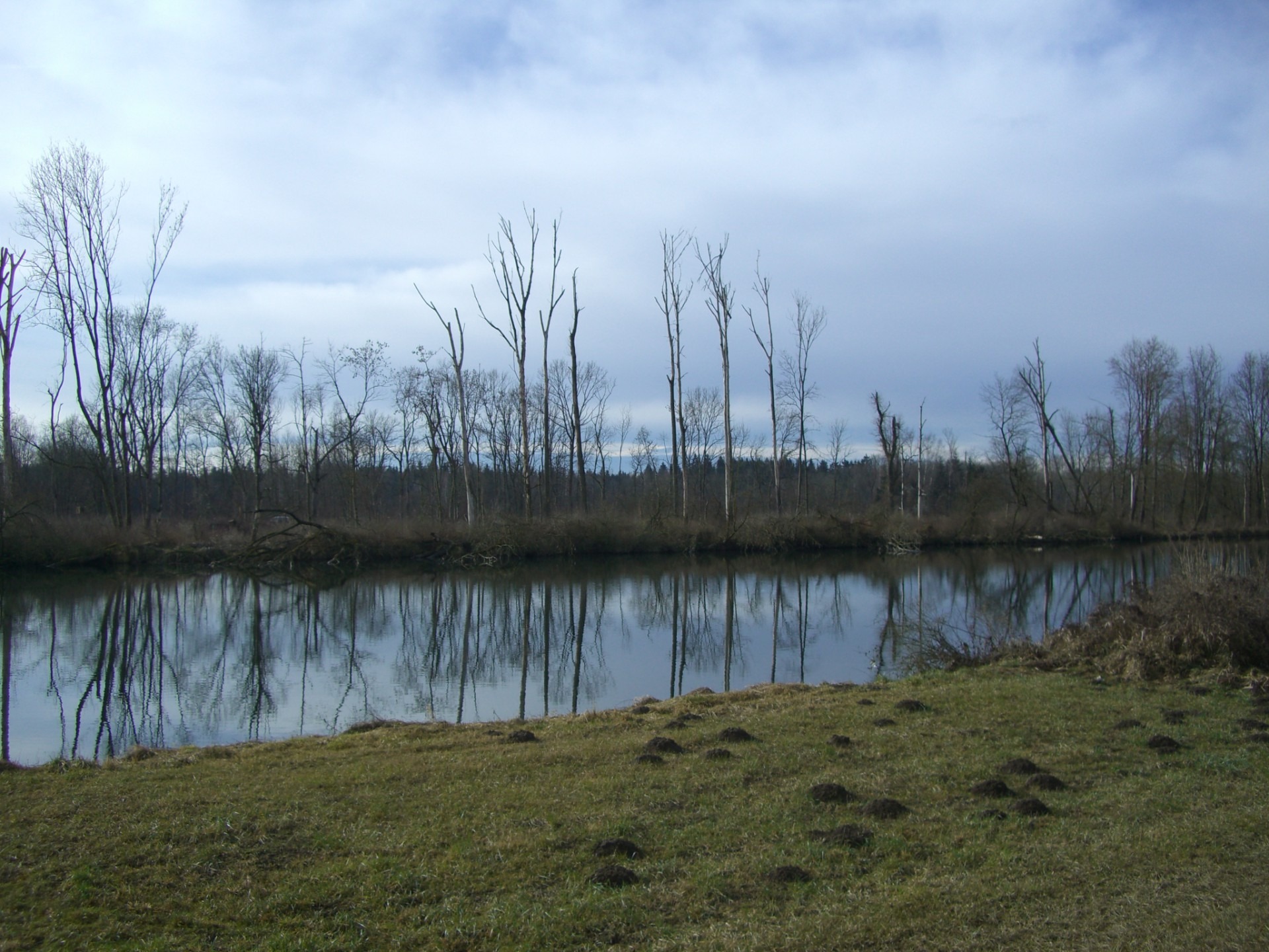 day, environment, white city, lake, bavaria, outdoors, landscape, cloud - sky, swamp, danube, no people, plant, nature, bank, tranquil scene, 1080P, trees, HD Wallpaper