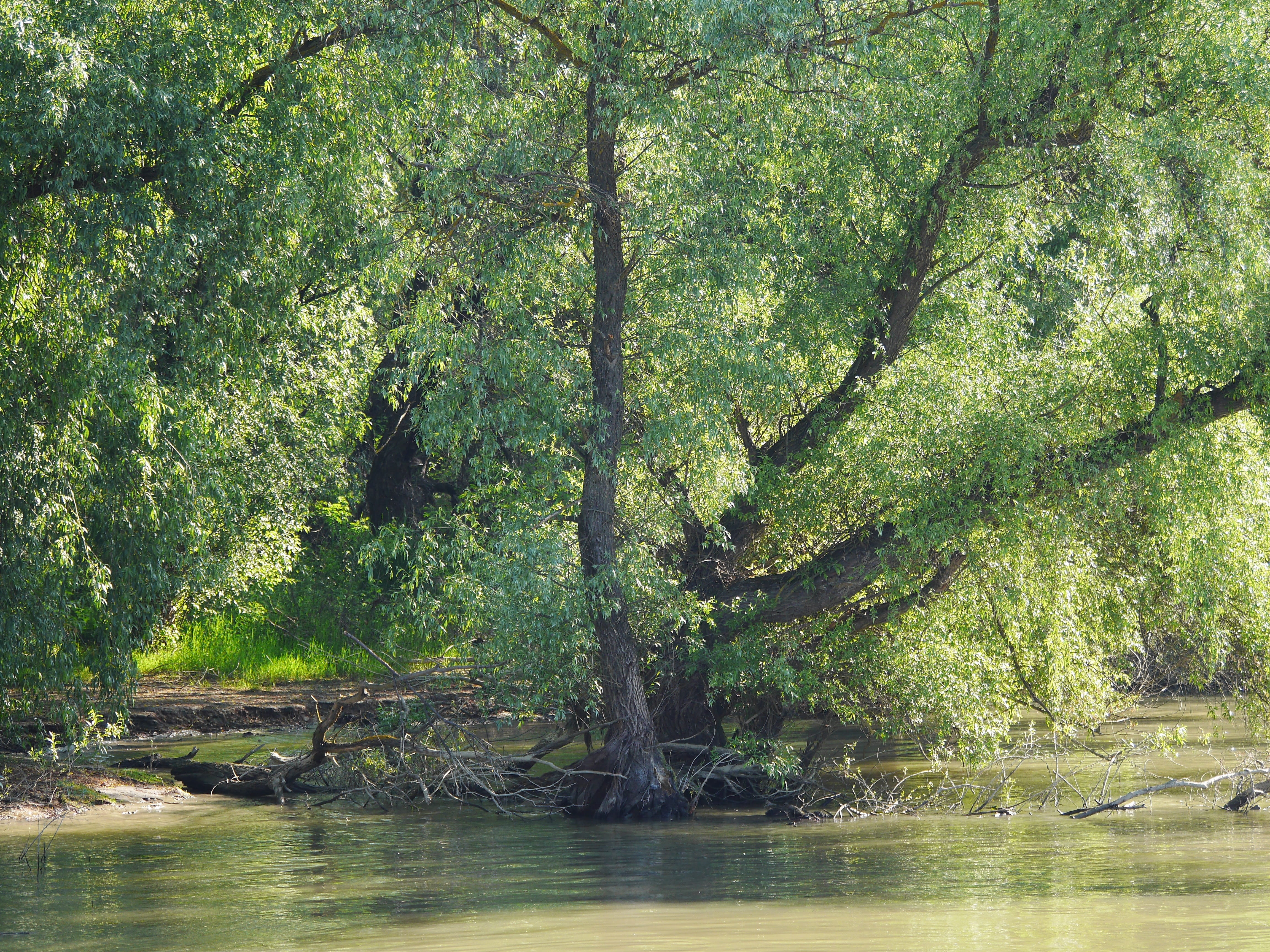 waterfront, growth, delta, water, romania, beauty in nature, lake, plant, world heritage site, danube delta, no people, wetlands, scenics - nature, sidearm, HD Wallpaper