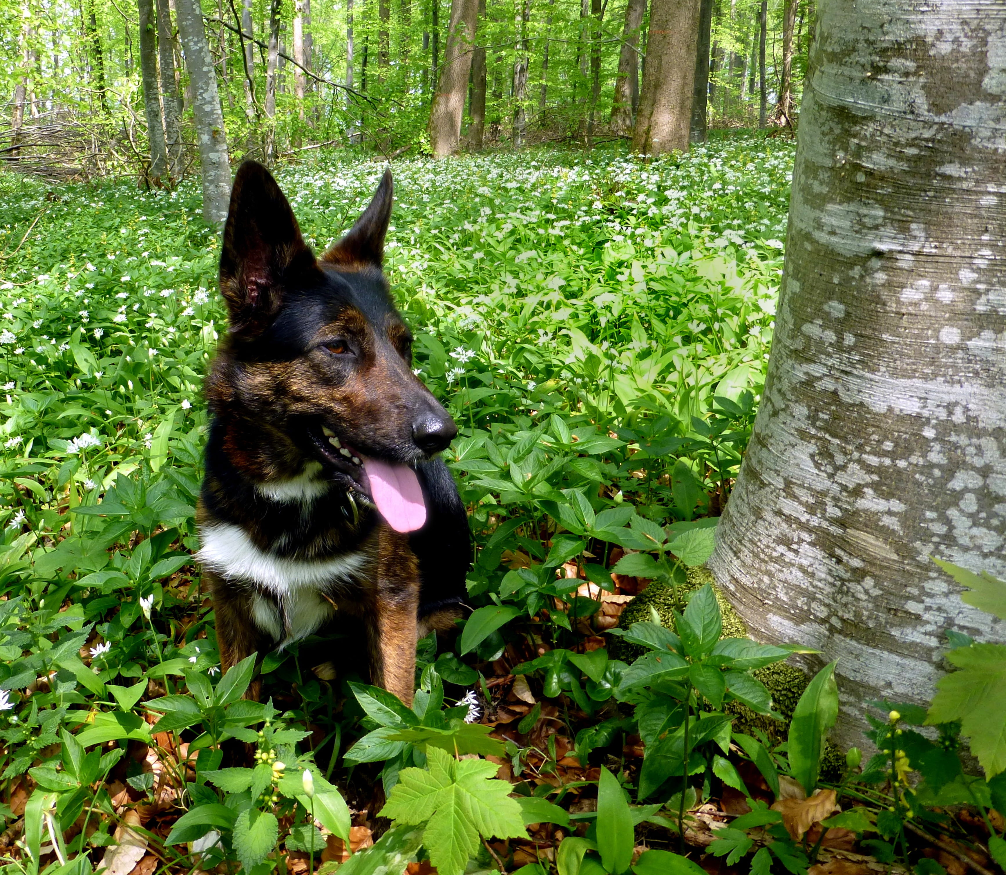 green color, domestic animals, BearS Garlic, canine, Spring, animal themes, Riparian Zone, land, animal, nature, no people, day, pets, mammal, outdoors, HD Wallpaper
