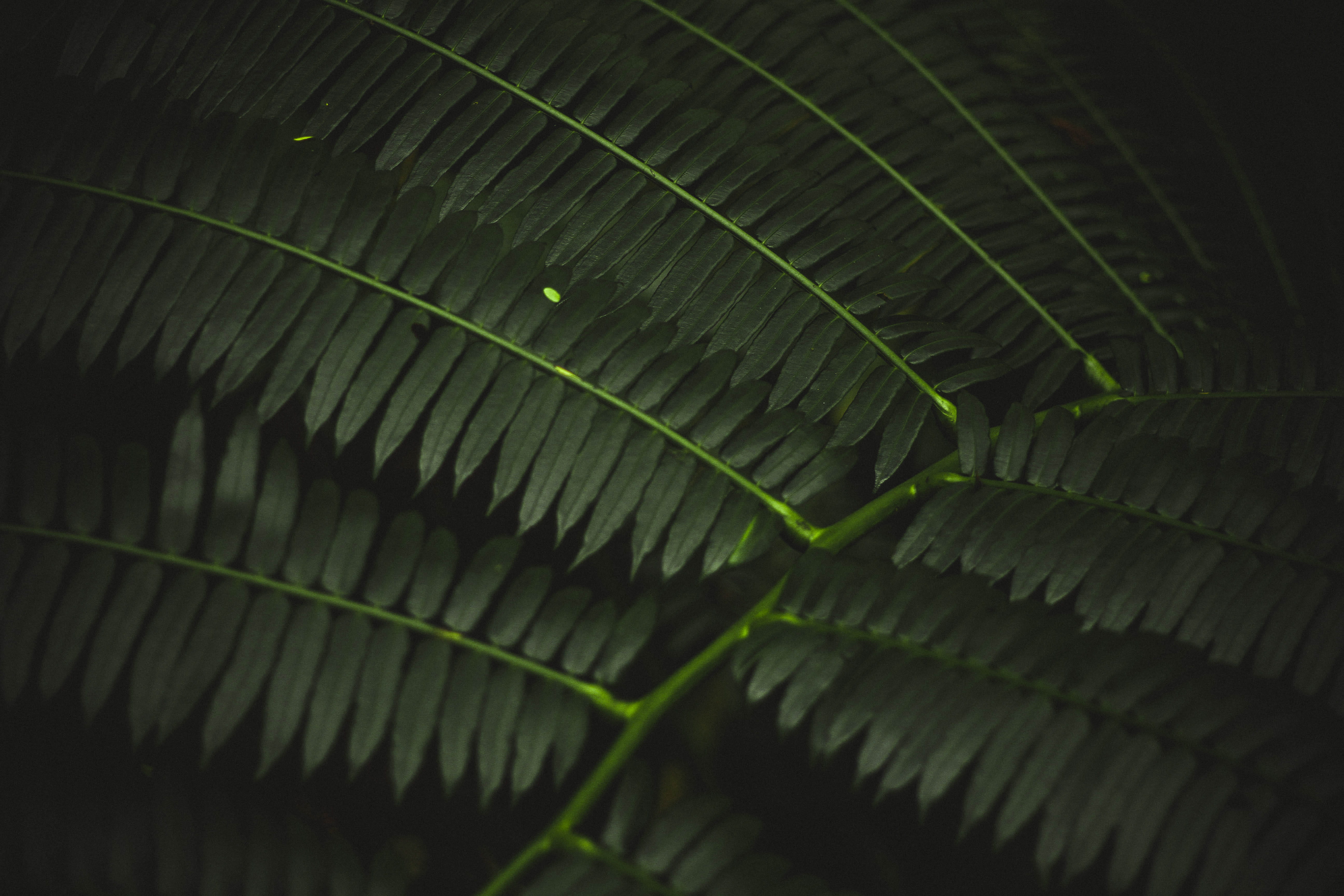 natural pattern, green, plant part, close up, focus, photography, day, abstract, tranquility, leafed, close-up, nature, macro, foliage, growth, bush, 5K, HD Wallpaper