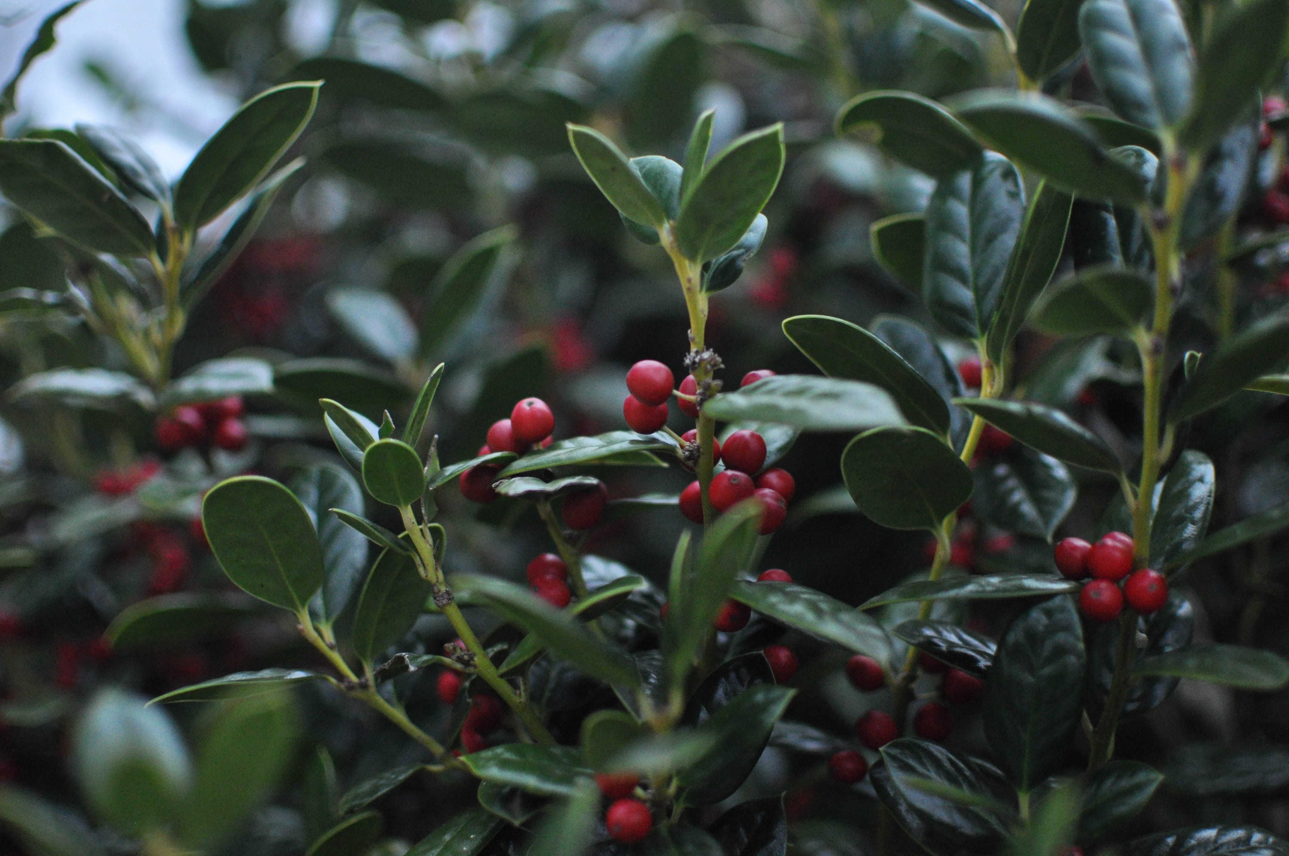 berries, beauty in nature, freshness, cold, ripe, green color, tree, bud, leaf, food and drink, no people, growth, nature, wellbeing, fruit, healthy eating, HD Wallpaper