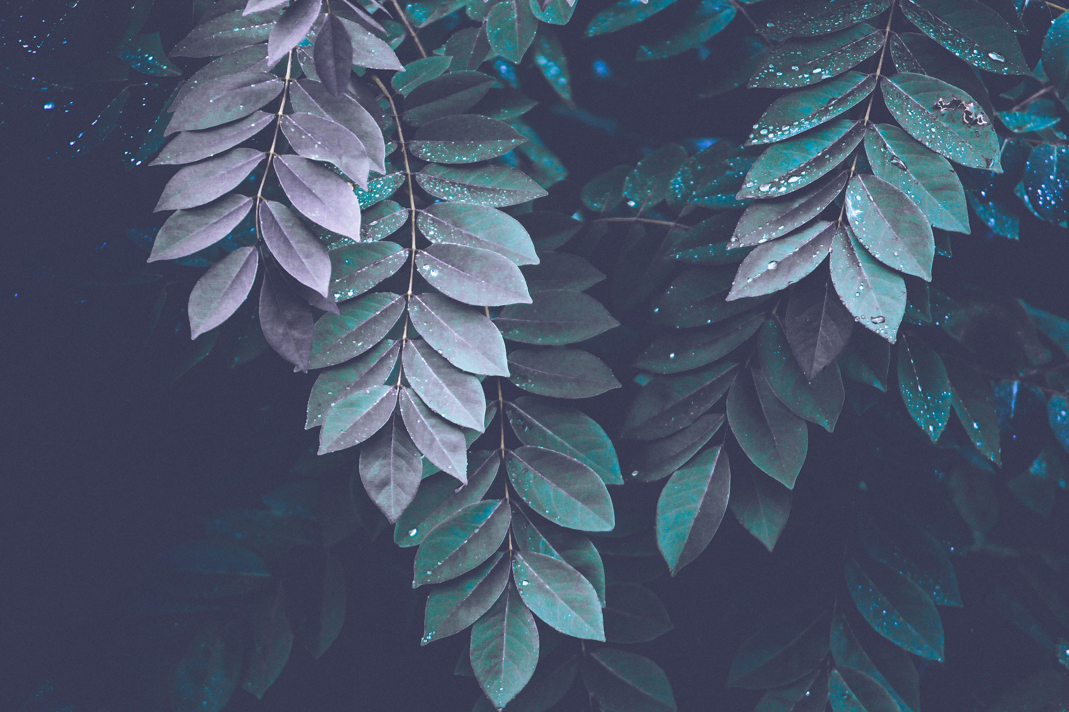 monochrome, green, colour, new, leaf, bush, drop, leafe, plantum, abstract, plant, 2K, raindrop, wet, leaves, droplets, purple, freshness, tree, darkness, HD Wallpaper