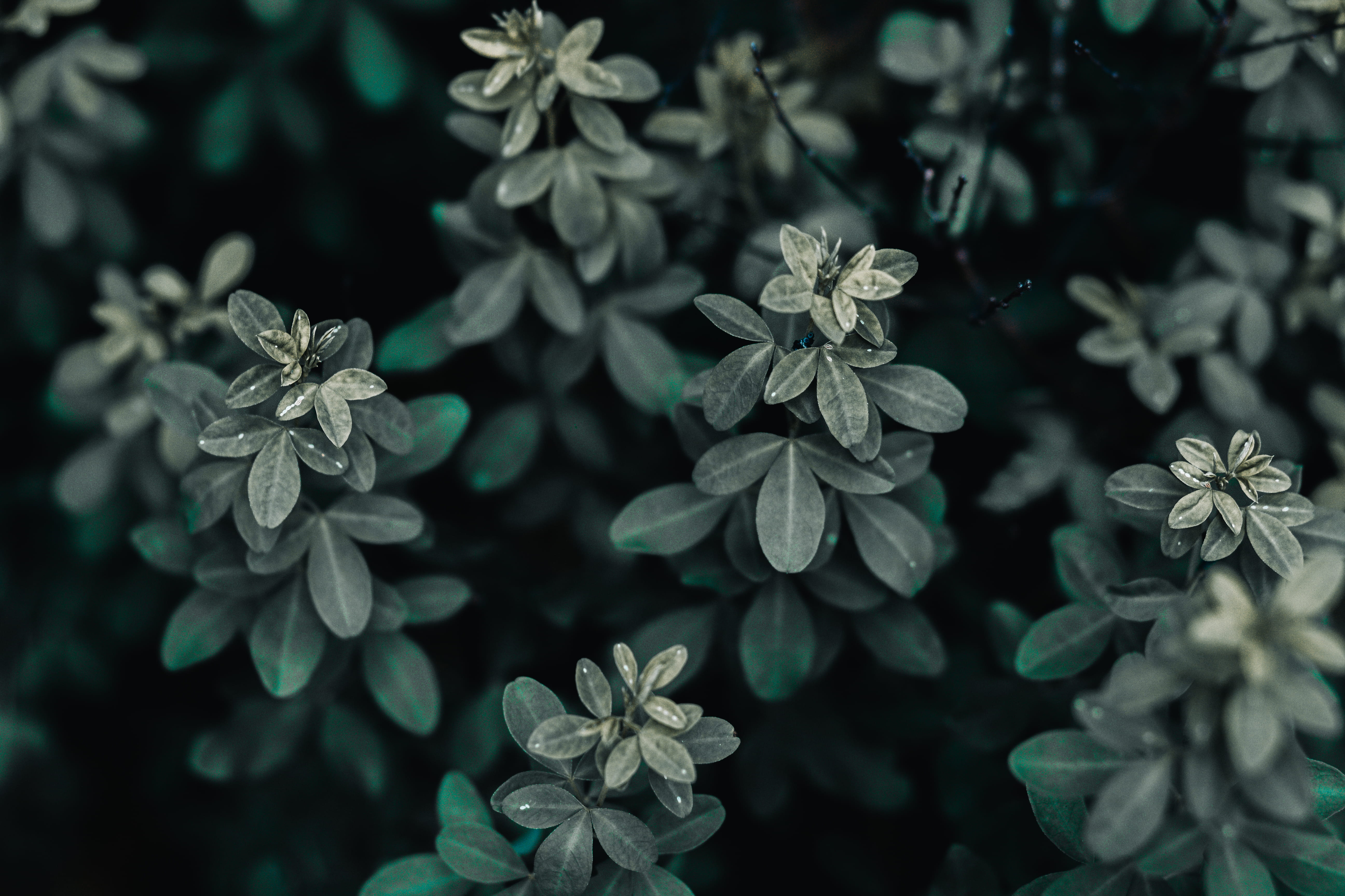 vegetation, fragility, flowering plant, leafed, inflorescence, lute, vulnerability, high angle view, sculpture, selective focus, green color, 5K, green, HD Wallpaper