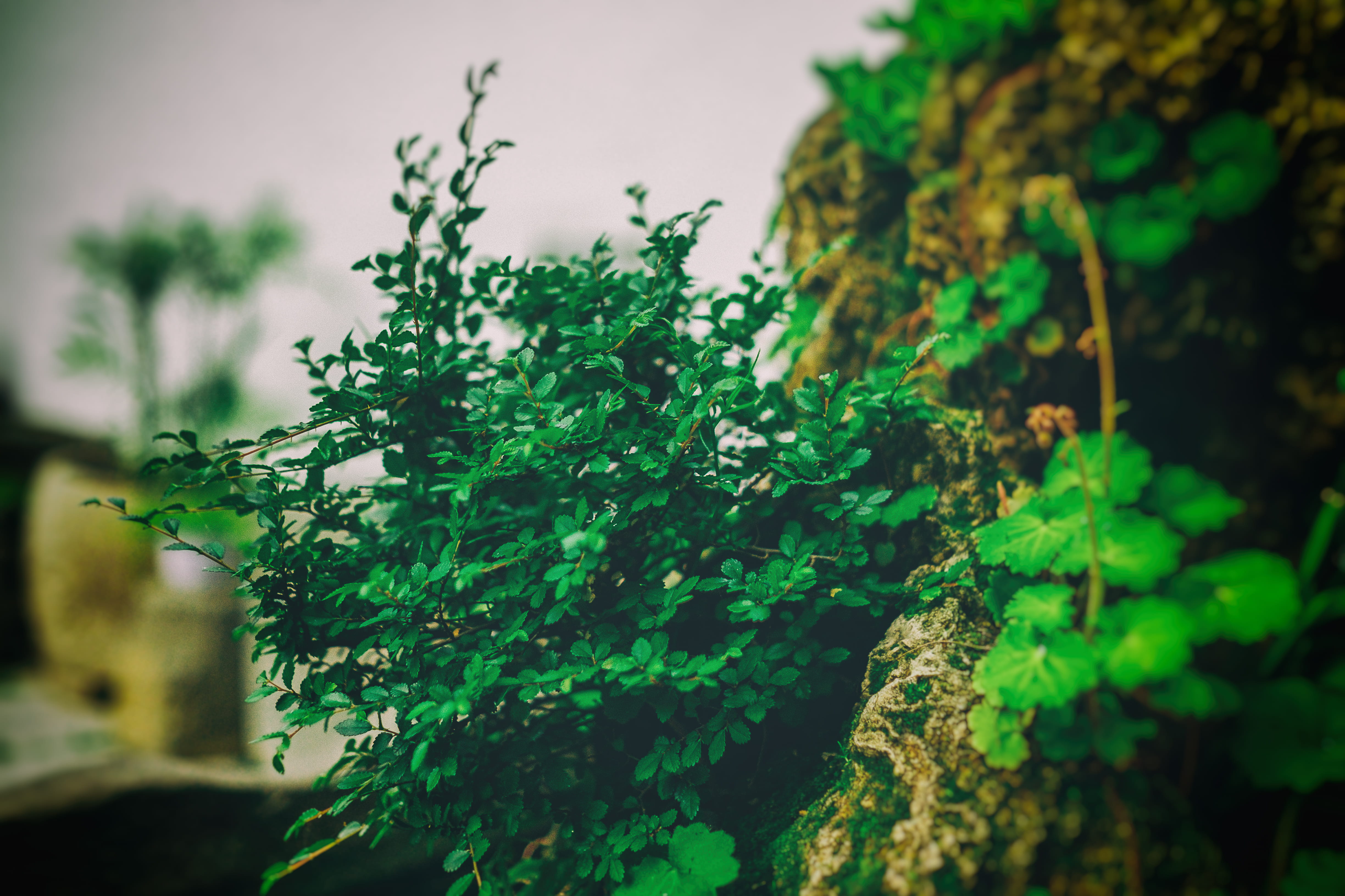 close-up, moss, lichen, low angle view, plant, beauty in nature, tree trunk, planter, potted plant, vegetation, close, interior design, green color, pottery, HD Wallpaper