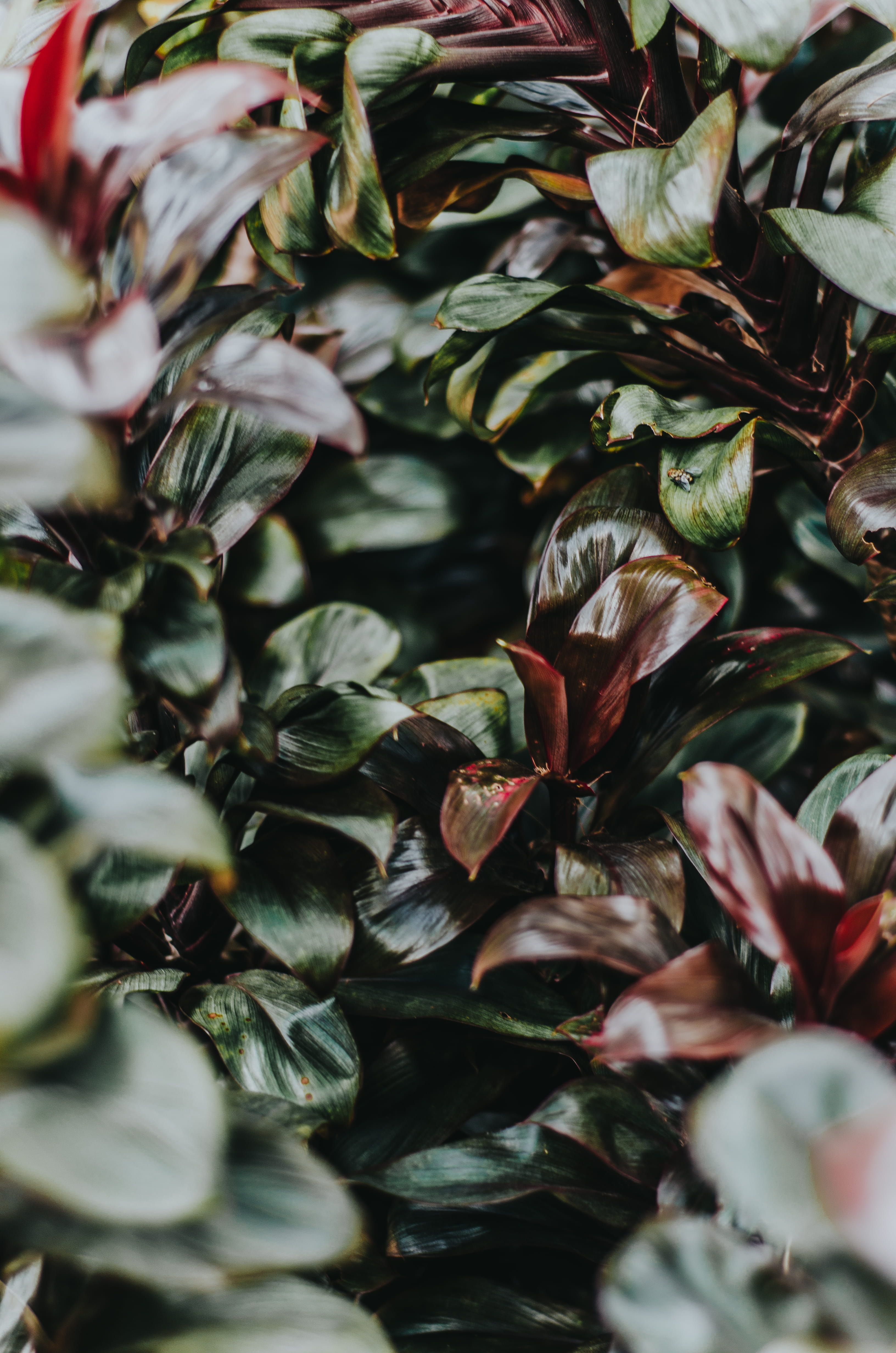 flower arrangement, high angle view, day, no people, texture, ivy, modern art, backgrounds, fragility, close-up, tree, green, maroon, leafed, freshness, Phone HD Wallpaper