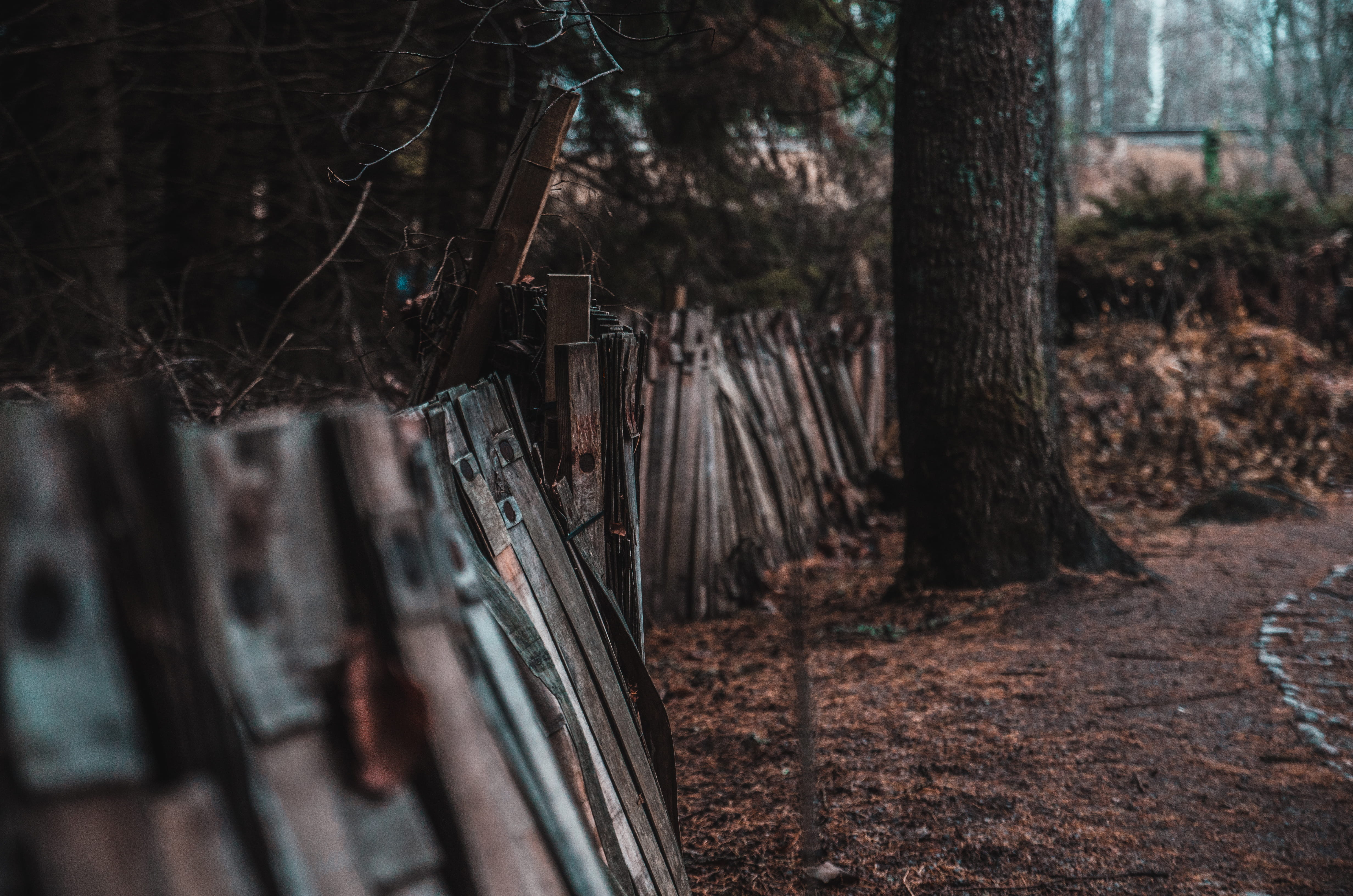 day, forest, focus on foreground, wood, wood - material, gun, 4K, arrow, field, weapon, tree, weaponry, nature, housing, growth, plant, hunting, building, HD Wallpaper