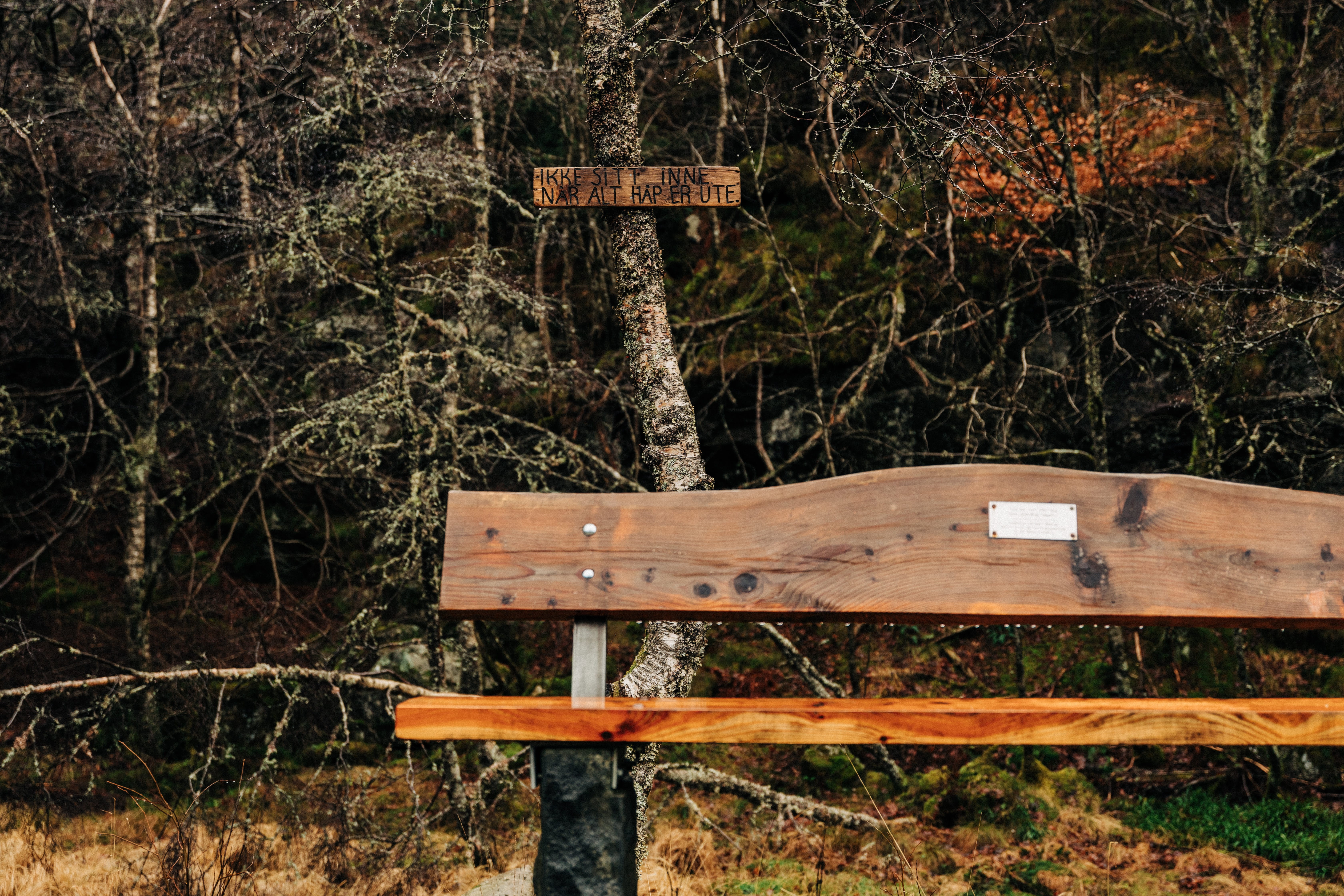 conifer, throne, brown, table, apiary, bridge, no people, park - man made space, park bench, plywood, absence, wood, seat, furniture, bench, plant, coffee table, HD Wallpaper