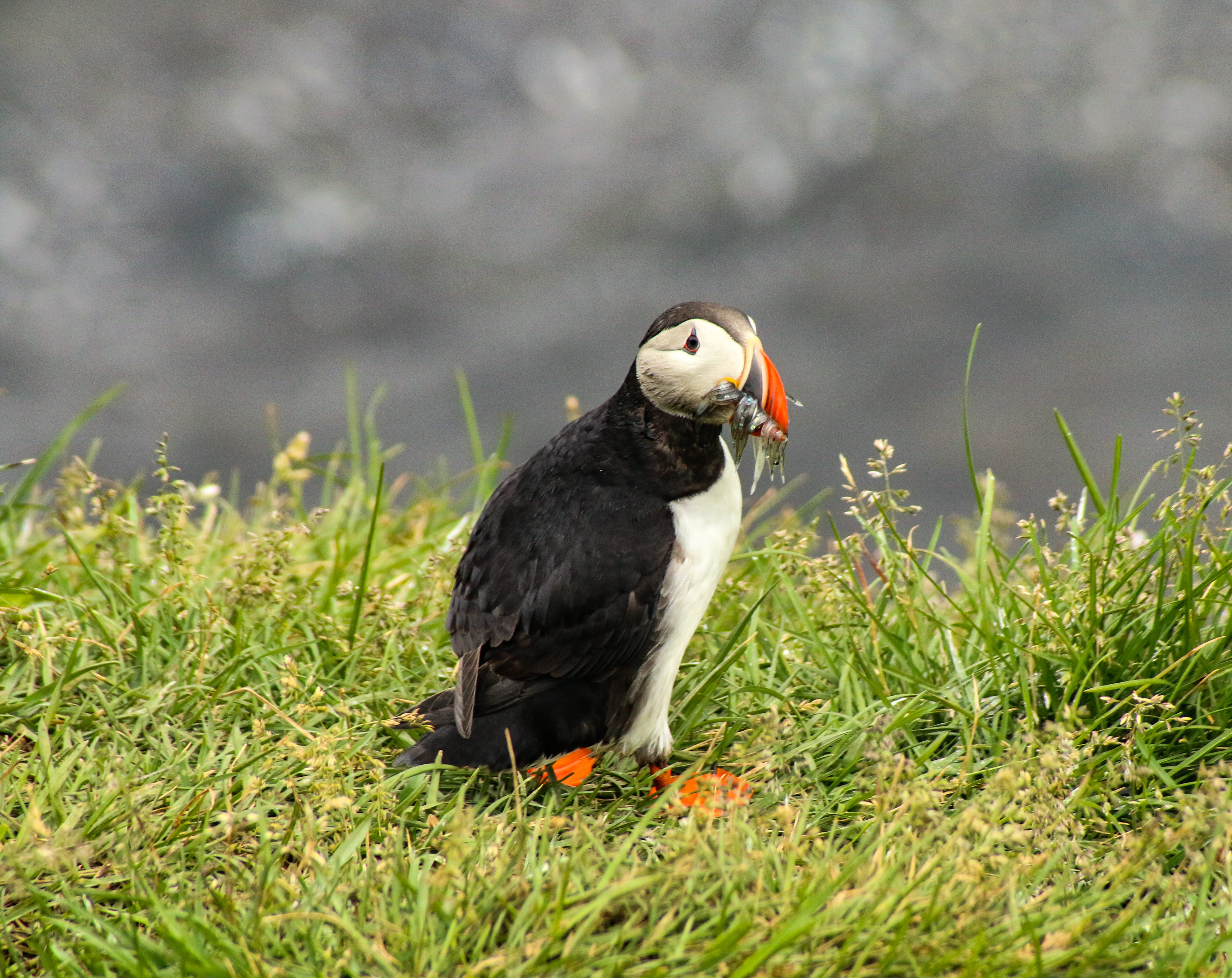 iceland, puffin, survival, hunting, one animal, black, vertebrate, no people, animal wildlife, day, perching, king snake, partridge, outdoors, beak, lizard, HD Wallpaper