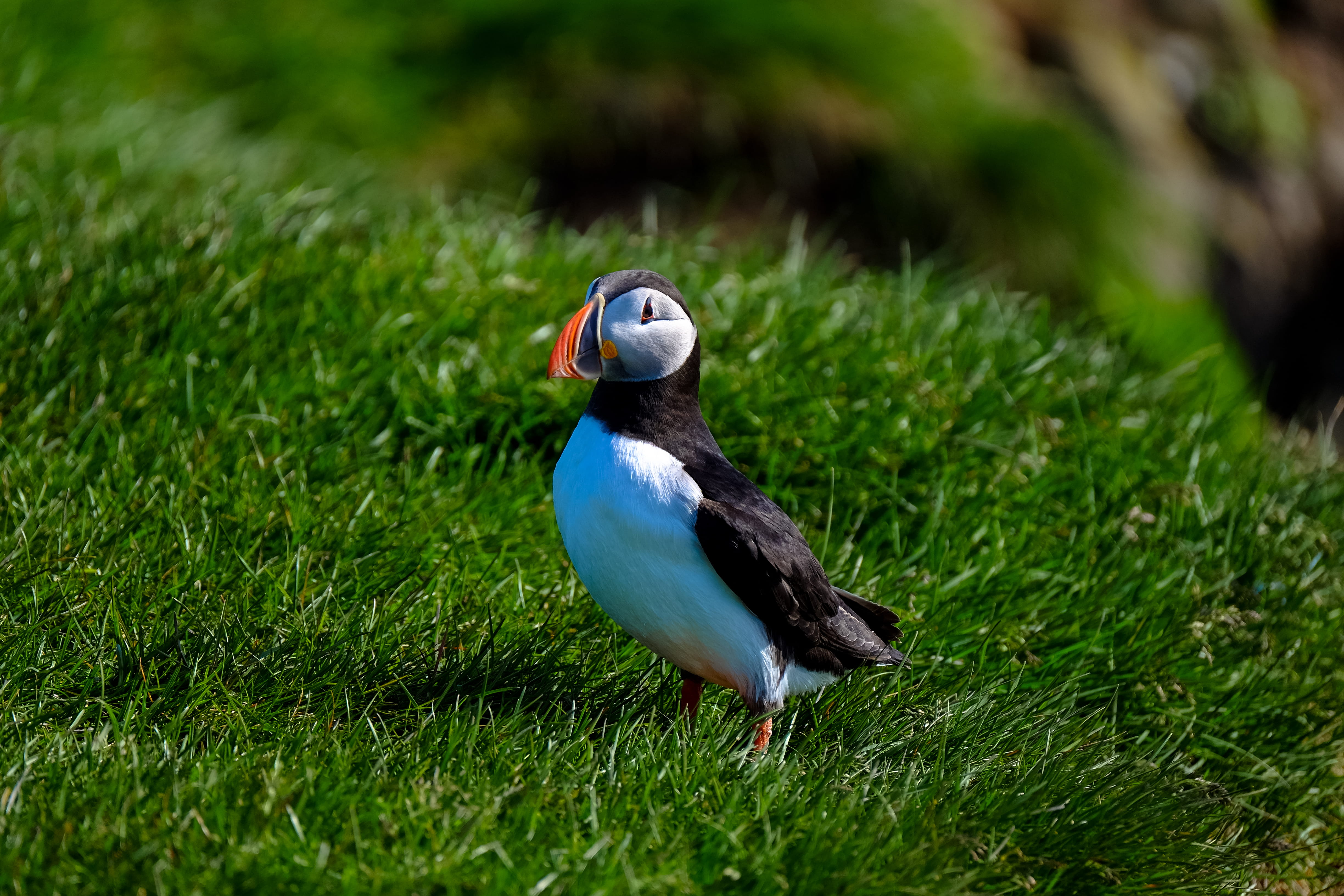 beauty in nature, 4K, selective focus, pet, no people, side view, white, puffin, one animal, vertebrate, black, partridge, animal wildlife, day, beagle, HD Wallpaper