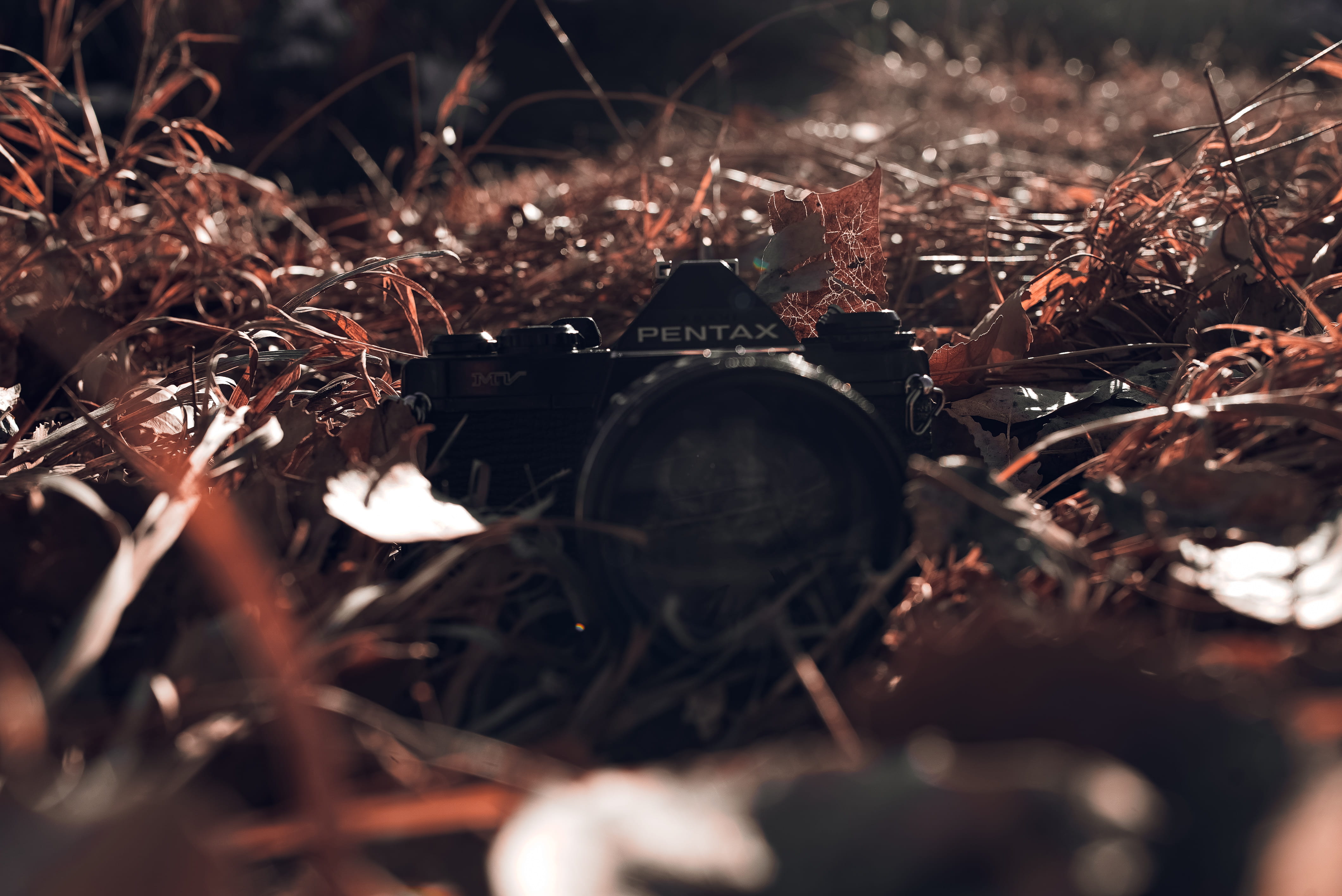 camera lens, soil, photographer, food, black, dried, pollution, brown, leaf, jay, flower, forest, photography, sunlight, bird, plant, strap, blue jay, autumn, HD Wallpaper