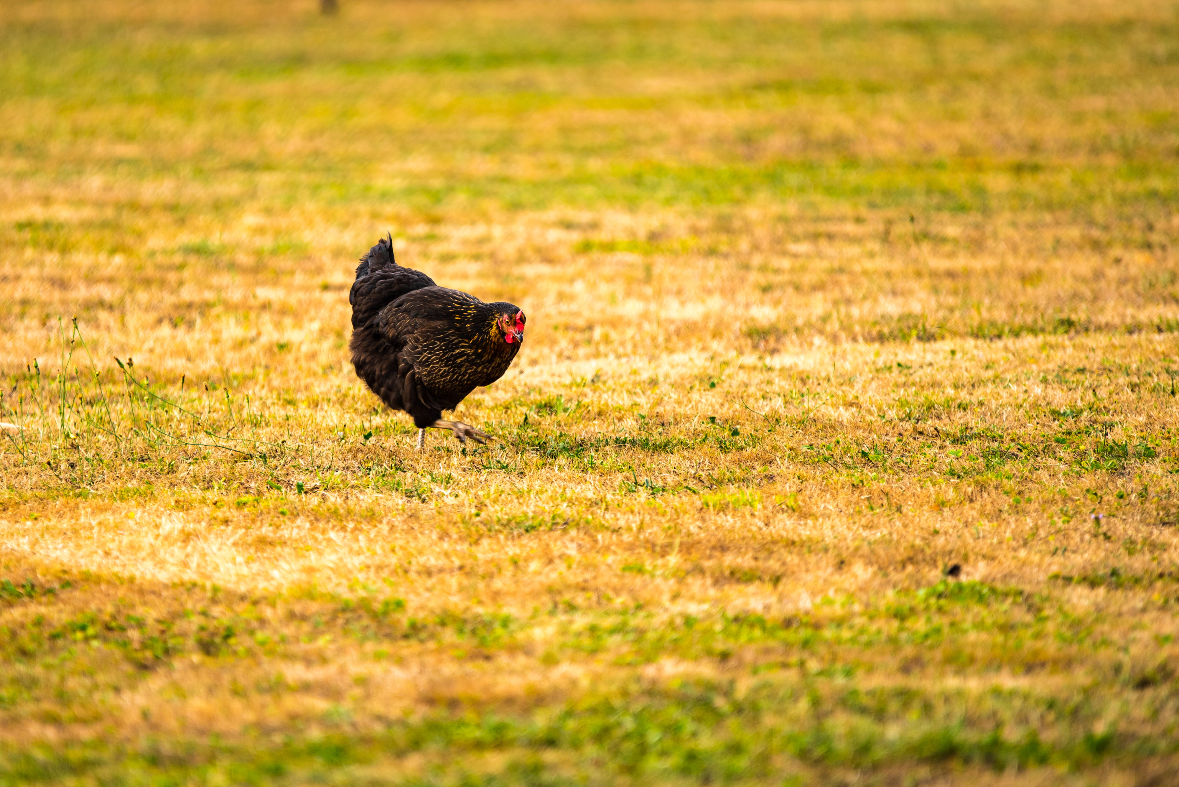 livestock, beak, no people, plant, animal themes, animal wildlife, blackbird, egg, one animal, rooster, chicken, black, land, grass, bird, vertebrate, outdoors, HD Wallpaper