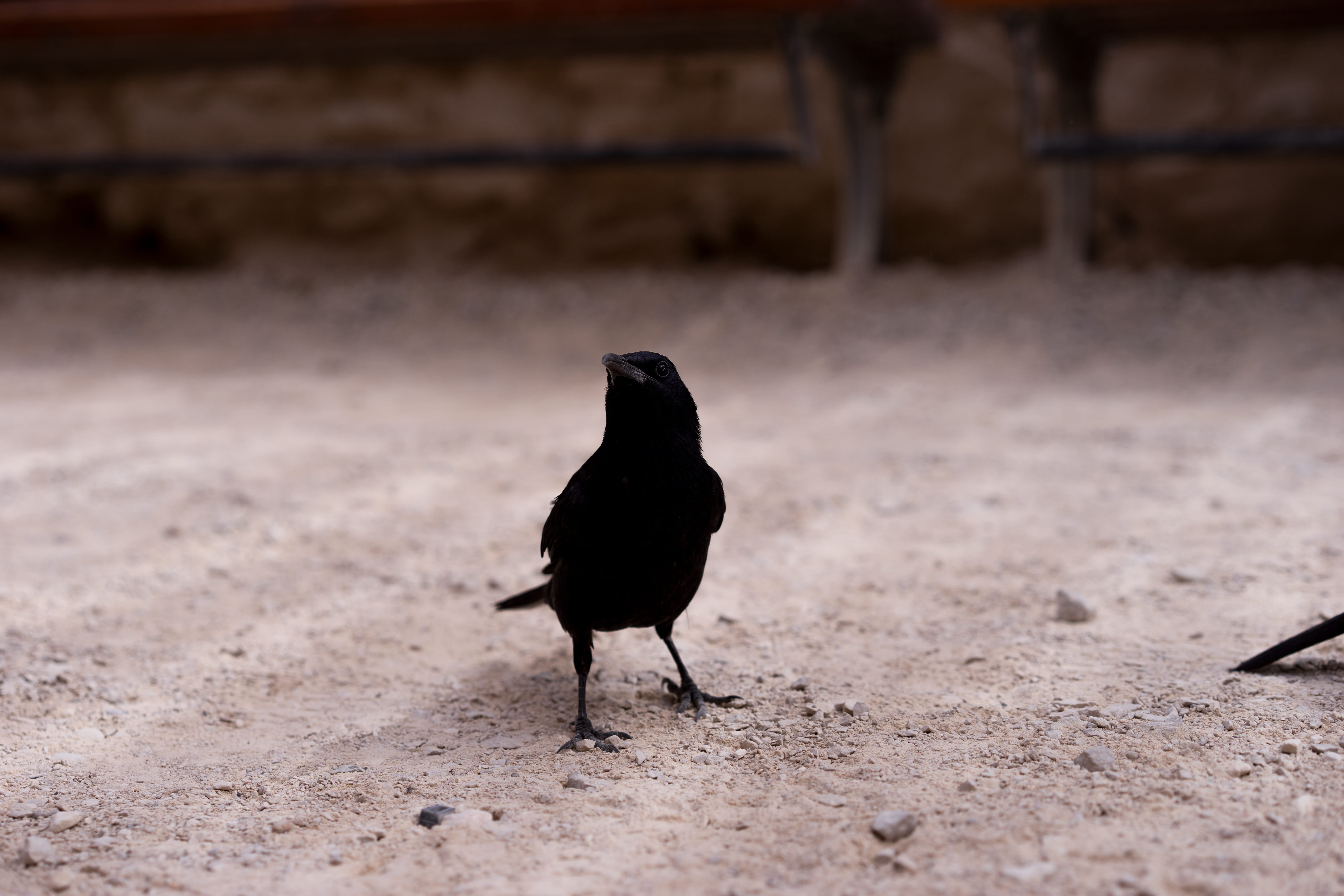perching, animal wildlife, day, one animal, birds, crow, focus on foreground, asphalt, beak, no people, sparrow, animals in the wild, raven - bird, sand, HD Wallpaper