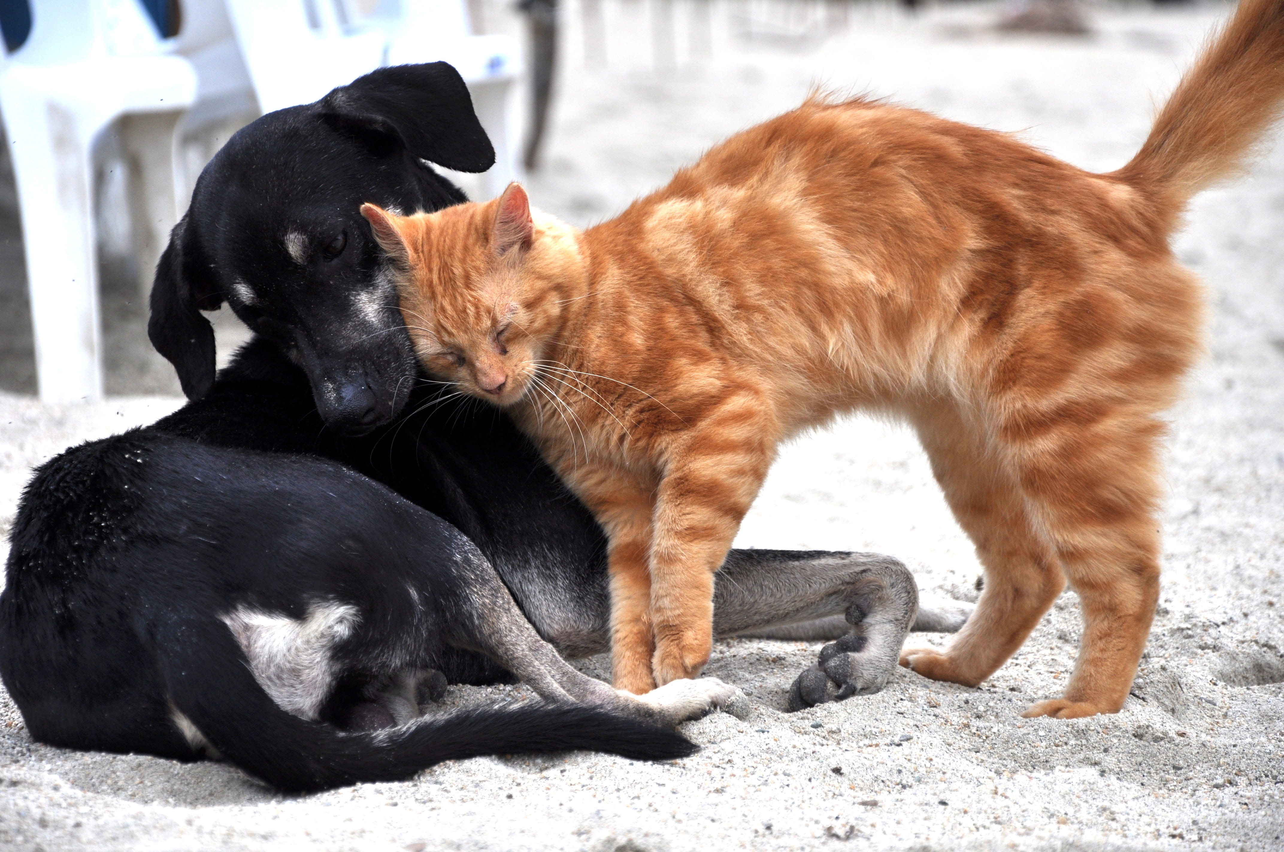 black color, gata, friend, animal, togetherness, cute, focus on foreground, short, two animals, tabby, bullseye, no people, medium, orange, black, domestic cat, HD Wallpaper