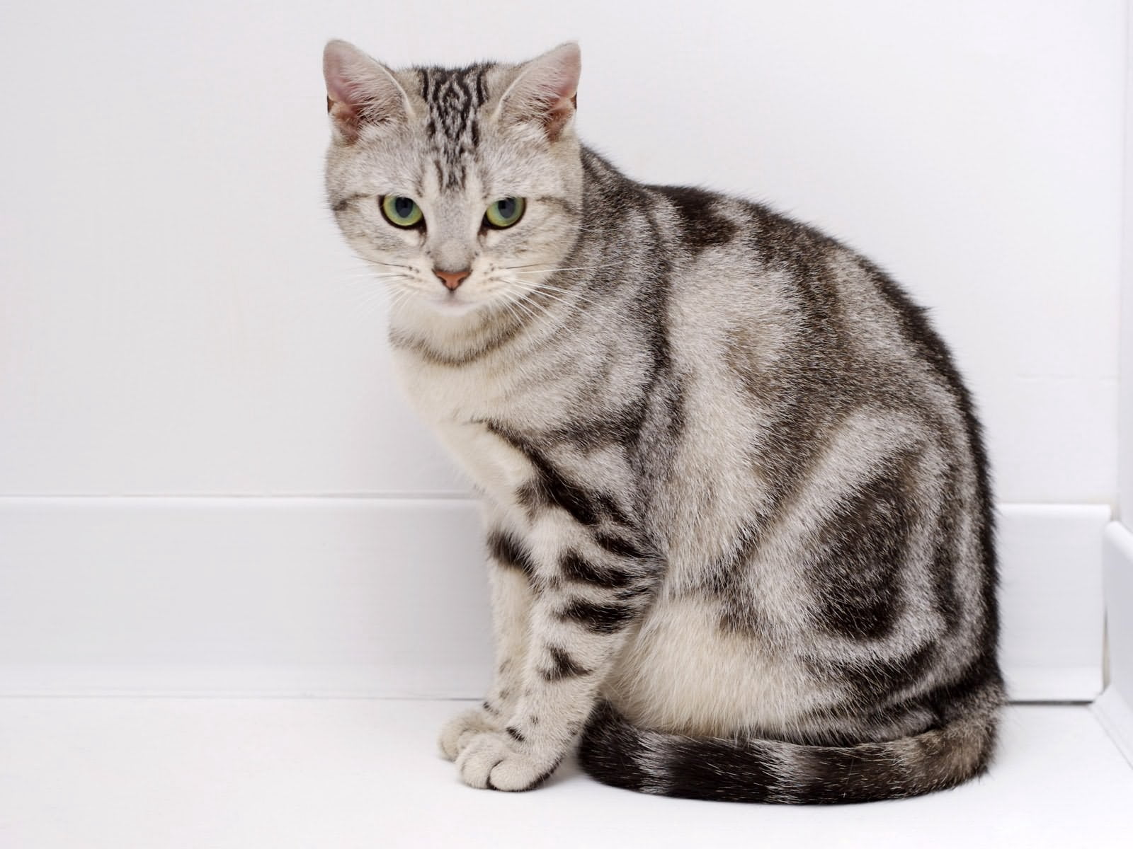 looking away, domestic cat, one animal, looking, sitting, full length, feline, indoors, domestic animals, vertebrate, 720P, mammal, bullseye, whisker, HD Wallpaper
