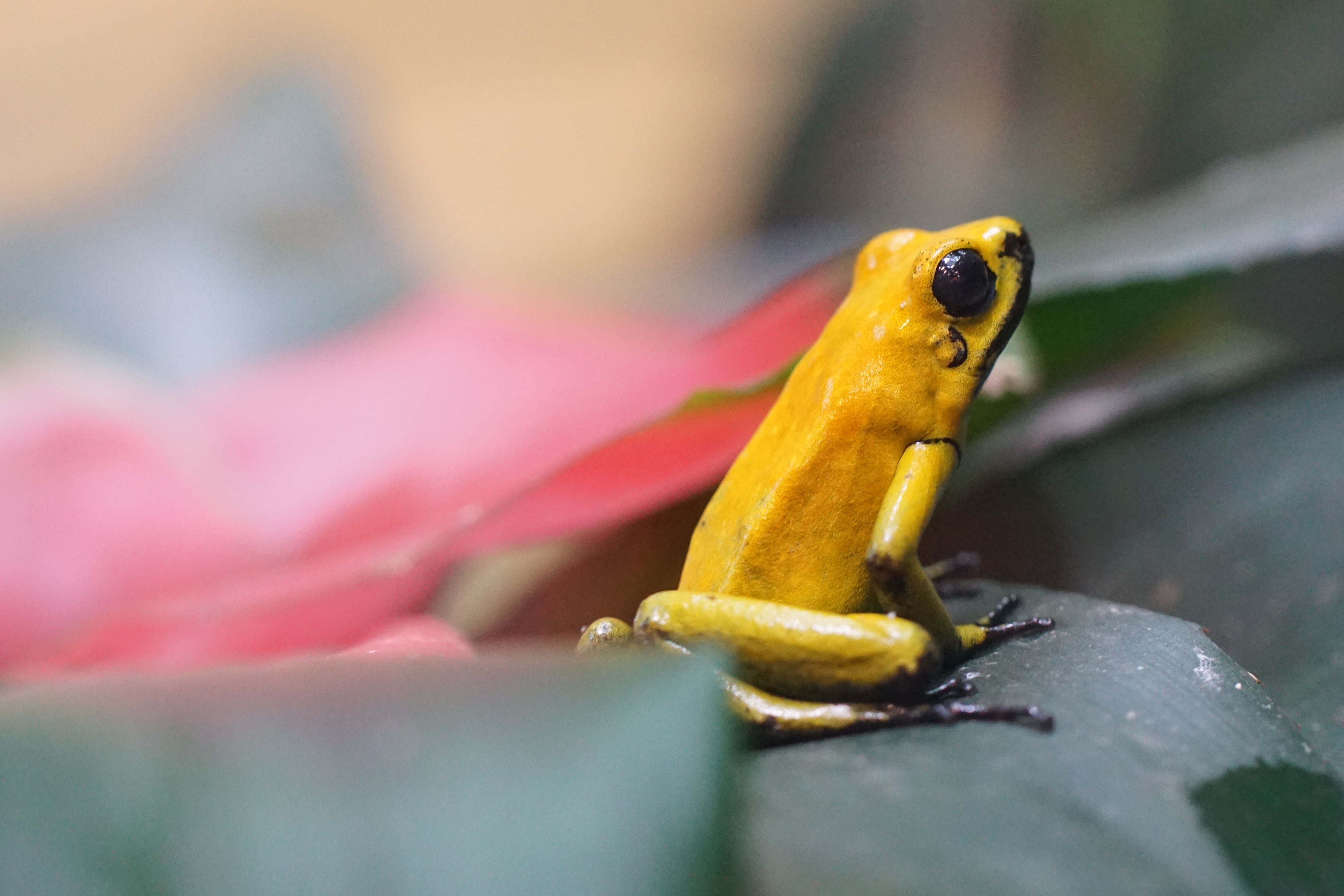 no people, animals in the wild, macro, golden poison dart frog, animal body part, one animal, small, snake, close-up, animal wildlife, nature, day, vertebrate, HD Wallpaper