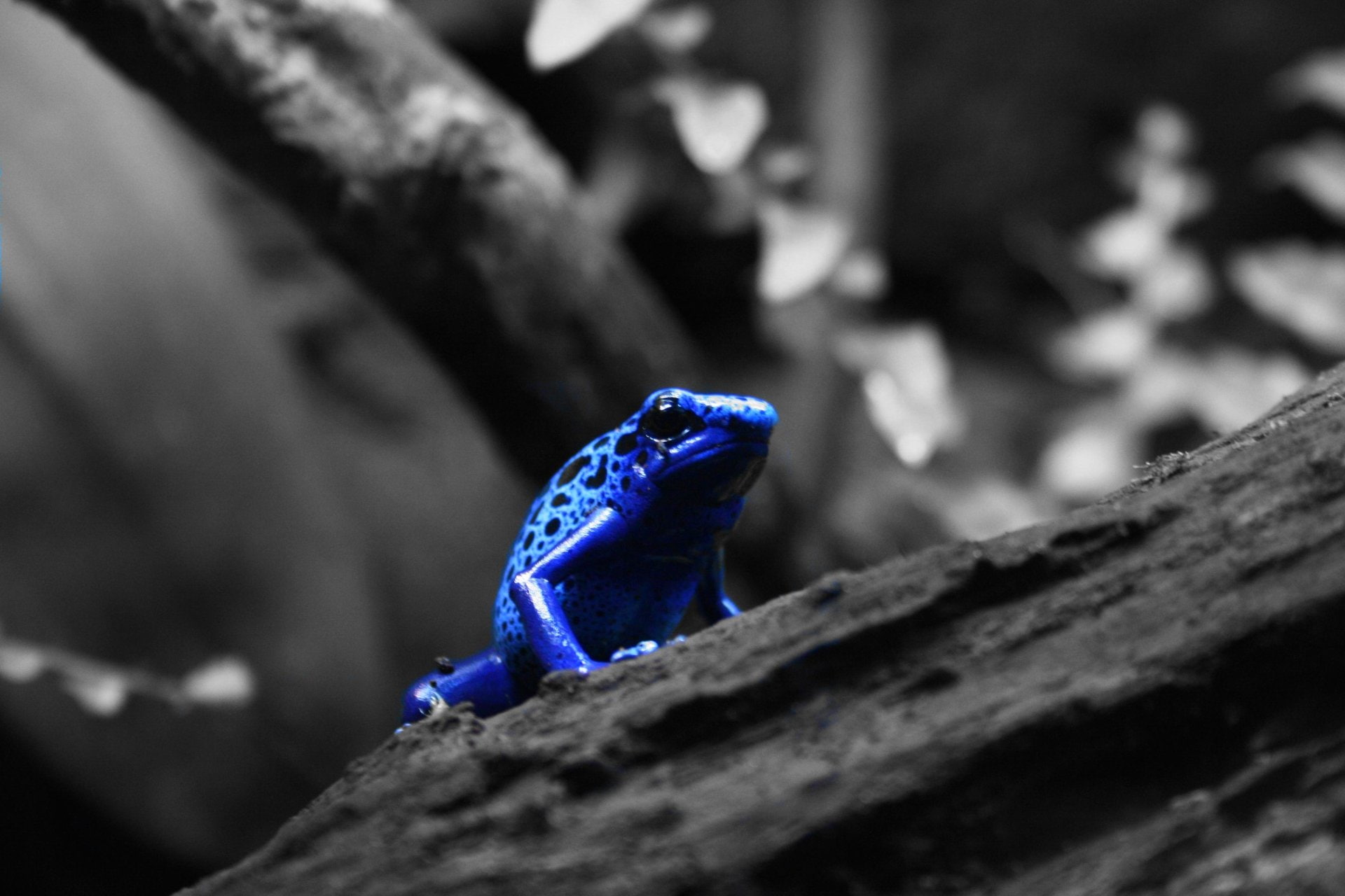 Poison dart frog, Blue Poison Dart Frog, Frogs, 1080P, HD Wallpaper