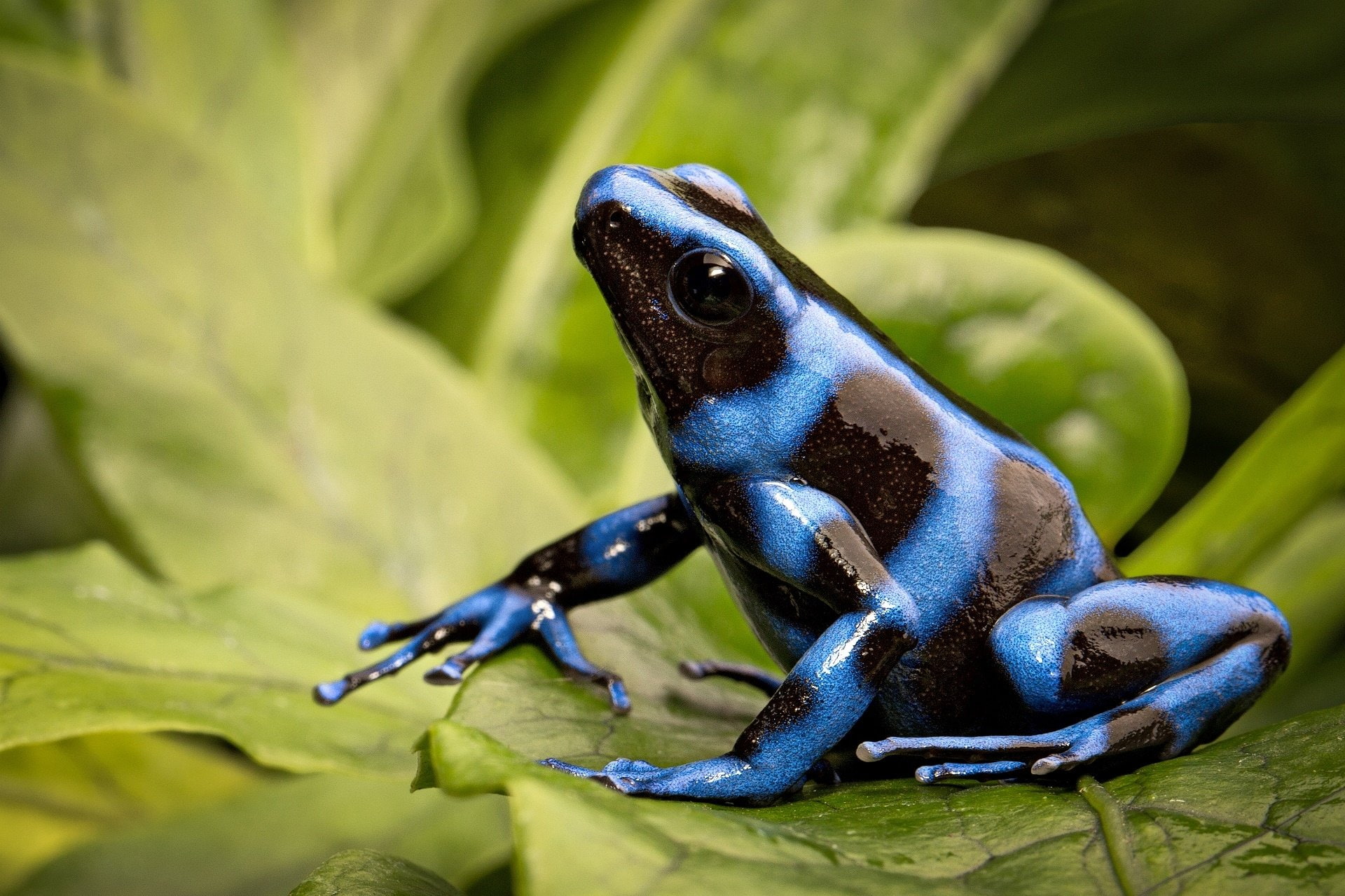 Poison dart frog, Frogs, 1080P, HD Wallpaper