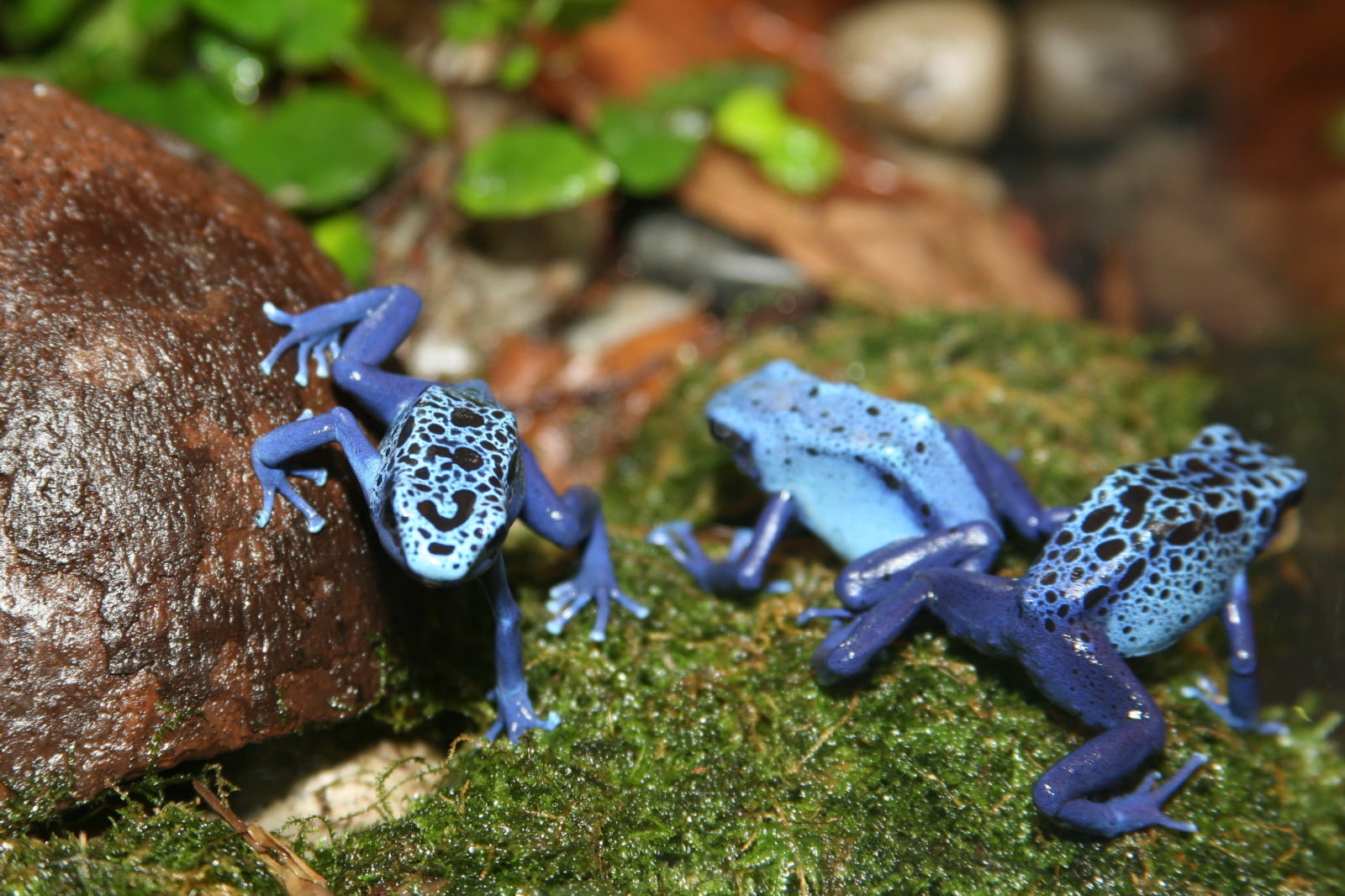 blue, nature, 720P, dendrobates, Dendrobates azureus, animal, Amphibian, black, dart, wildlife, frogs, Dendrobates  azureus, poison, frog, Dendrobatidae, HD Wallpaper