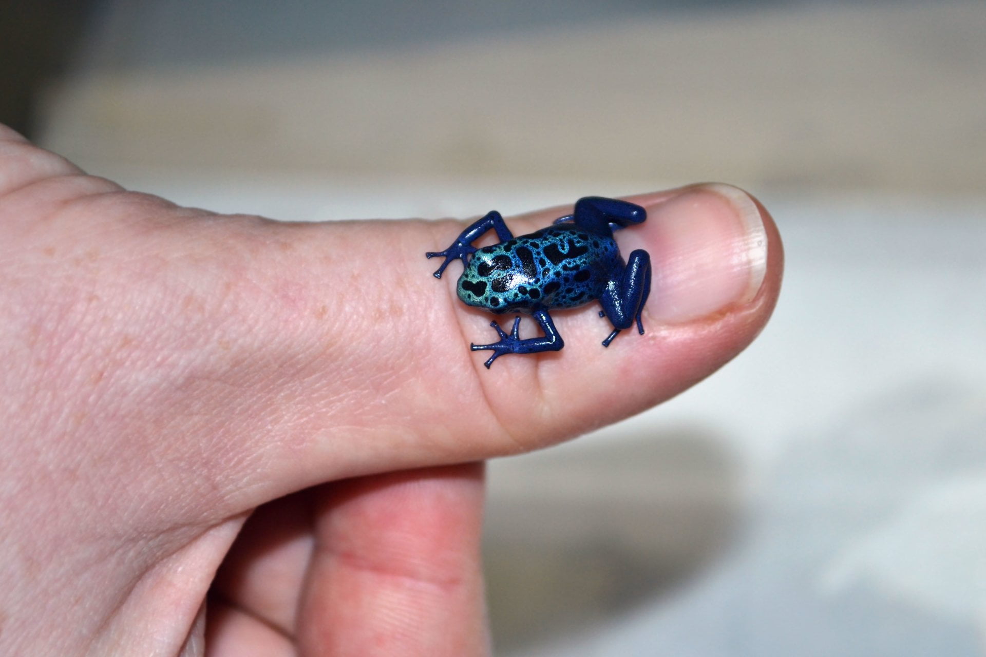 one person, human limb, human finger, animal wildlife, hand, day, focus on foreground, Frogs, finger, human hand, outdoors, invertebrate, holding, close-up, HD Wallpaper