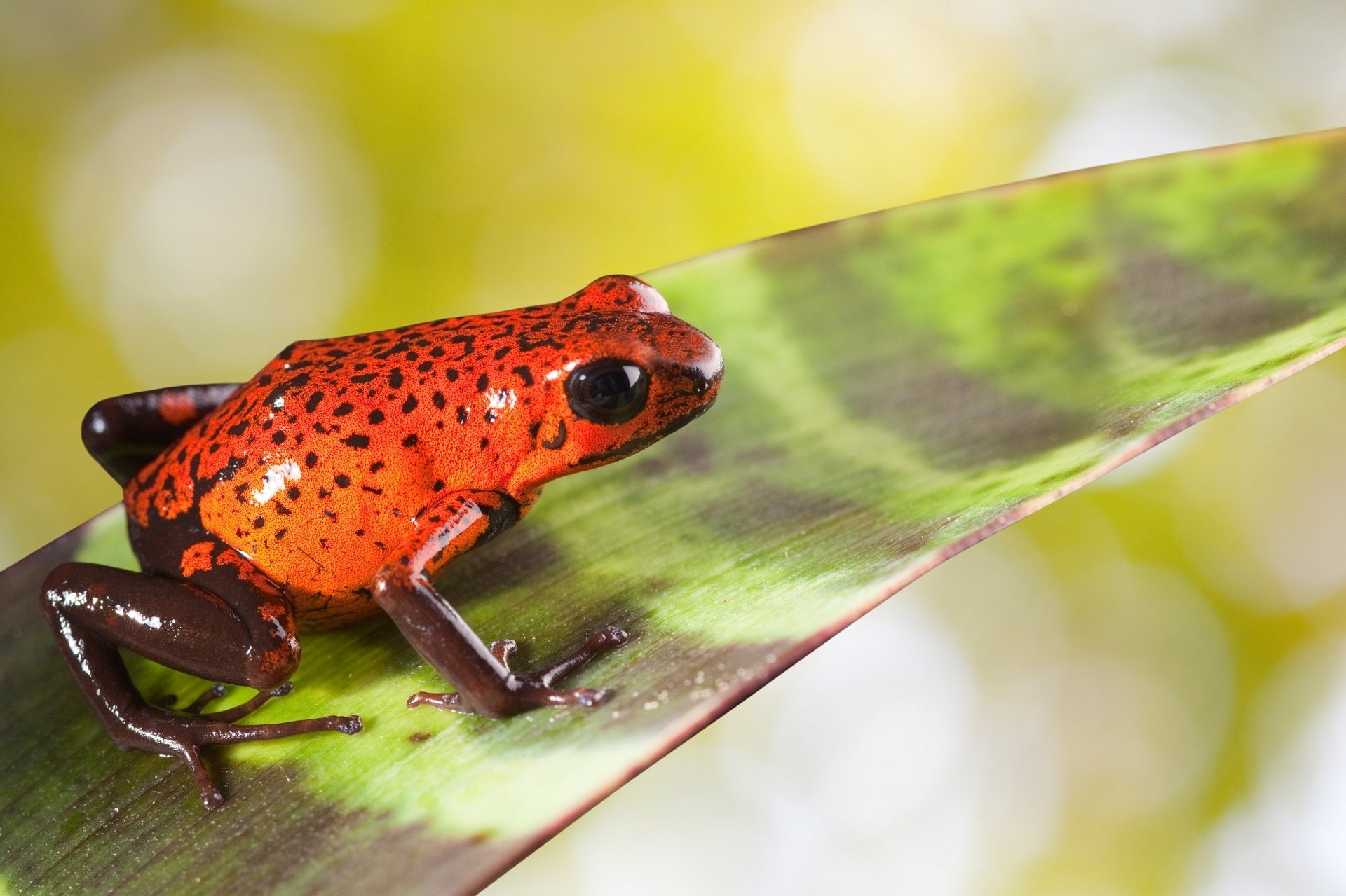 Poison dart frog, Frogs, 1080P, HD Wallpaper