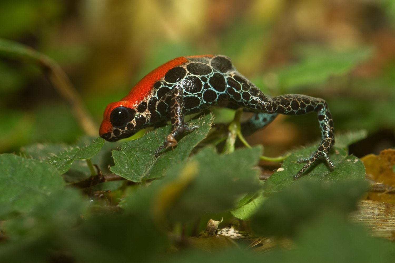 720P, Frogs, Poison dart frog, HD Wallpaper