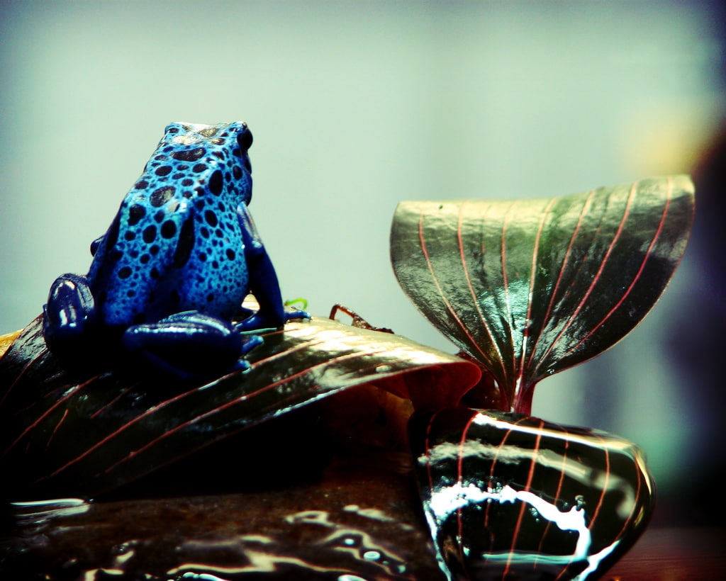 animals, art, frogs, hd, dart, nature, Leaf, 480P, poison, x, HD Wallpaper