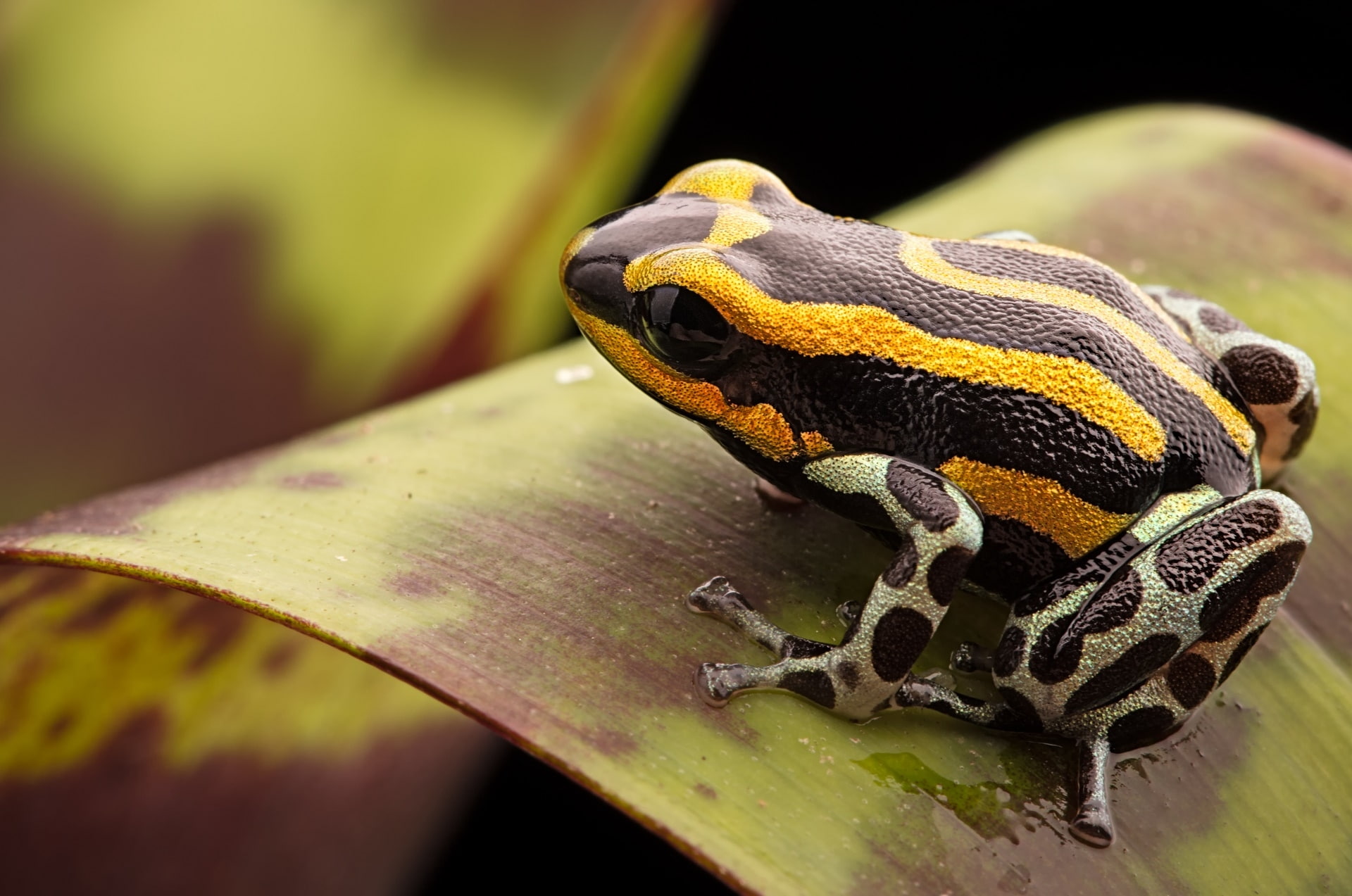 animal wildlife, 1080P, wood - material, amphibian, animals in the wild, reptile, macro, animal themes, green color, poison dart frog, one animal, leaf, HD Wallpaper