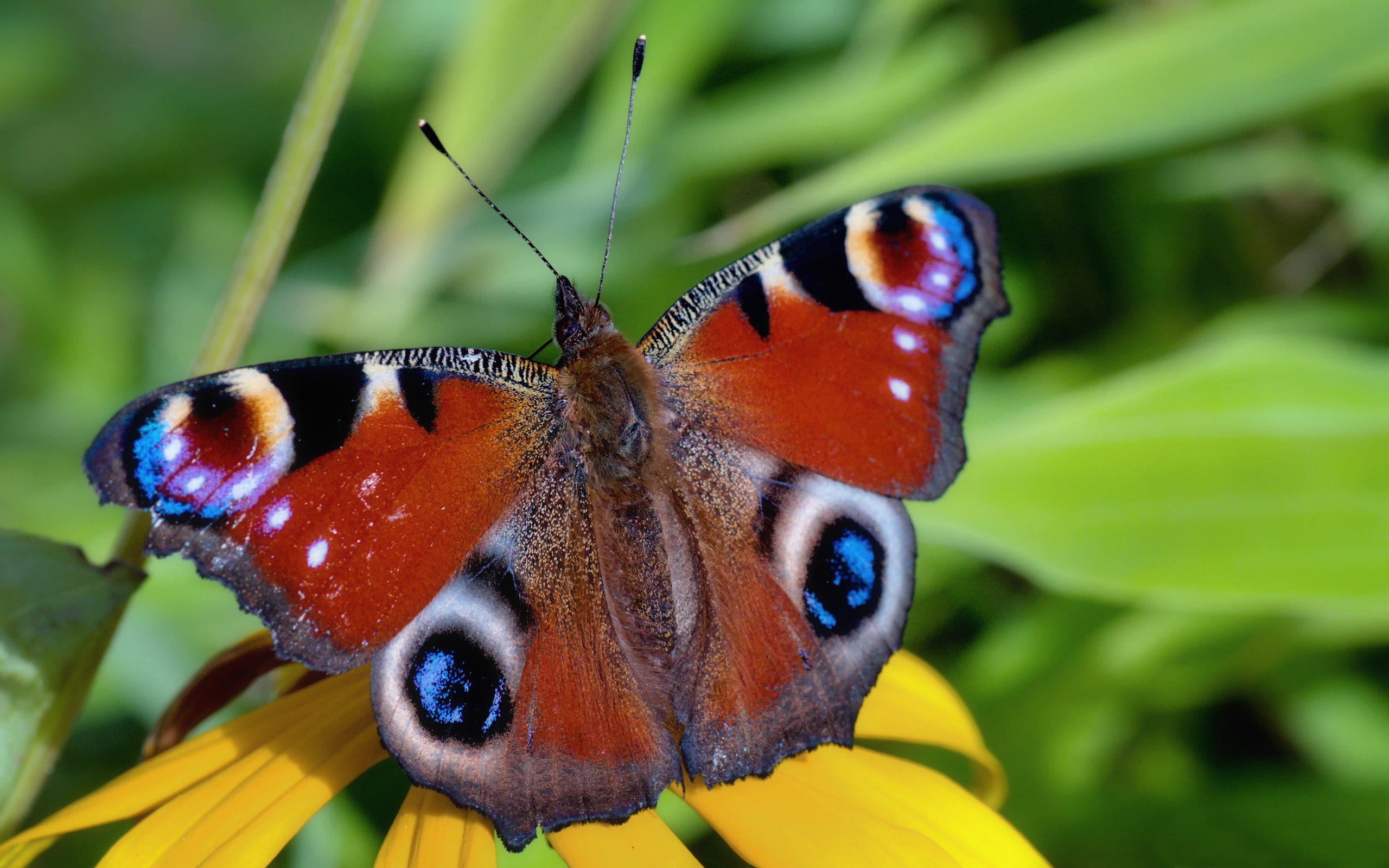 butterfly, summer, days, colorful, pc, 2K, hd, mobile, HD Wallpaper