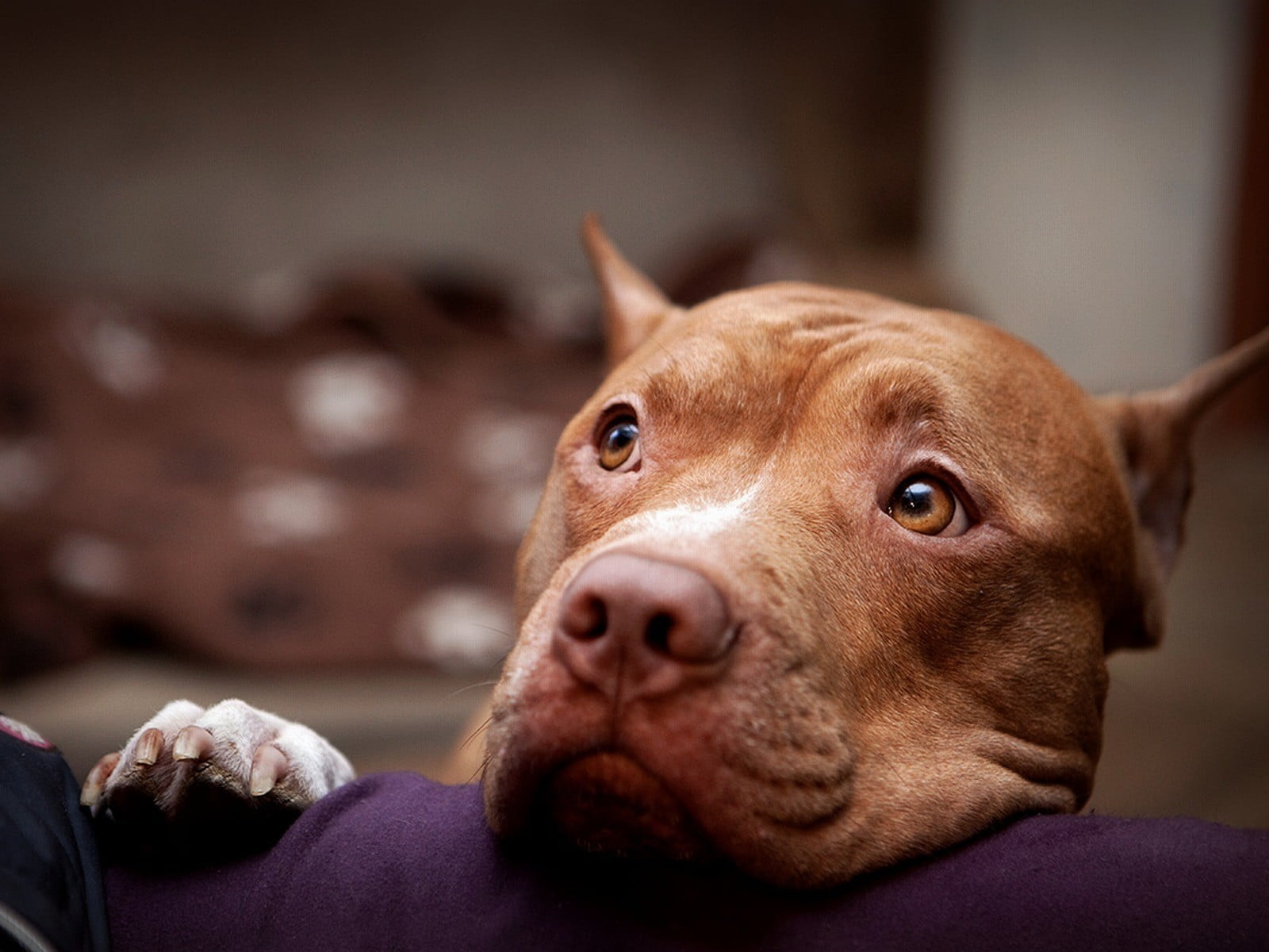 friendship, red, dog, eyes, domestic Animals, brown, animal eye, animal themes, terrier, sitting, domestic, puppy, bull, cute, indoors, close-up, looking, HD Wallpaper