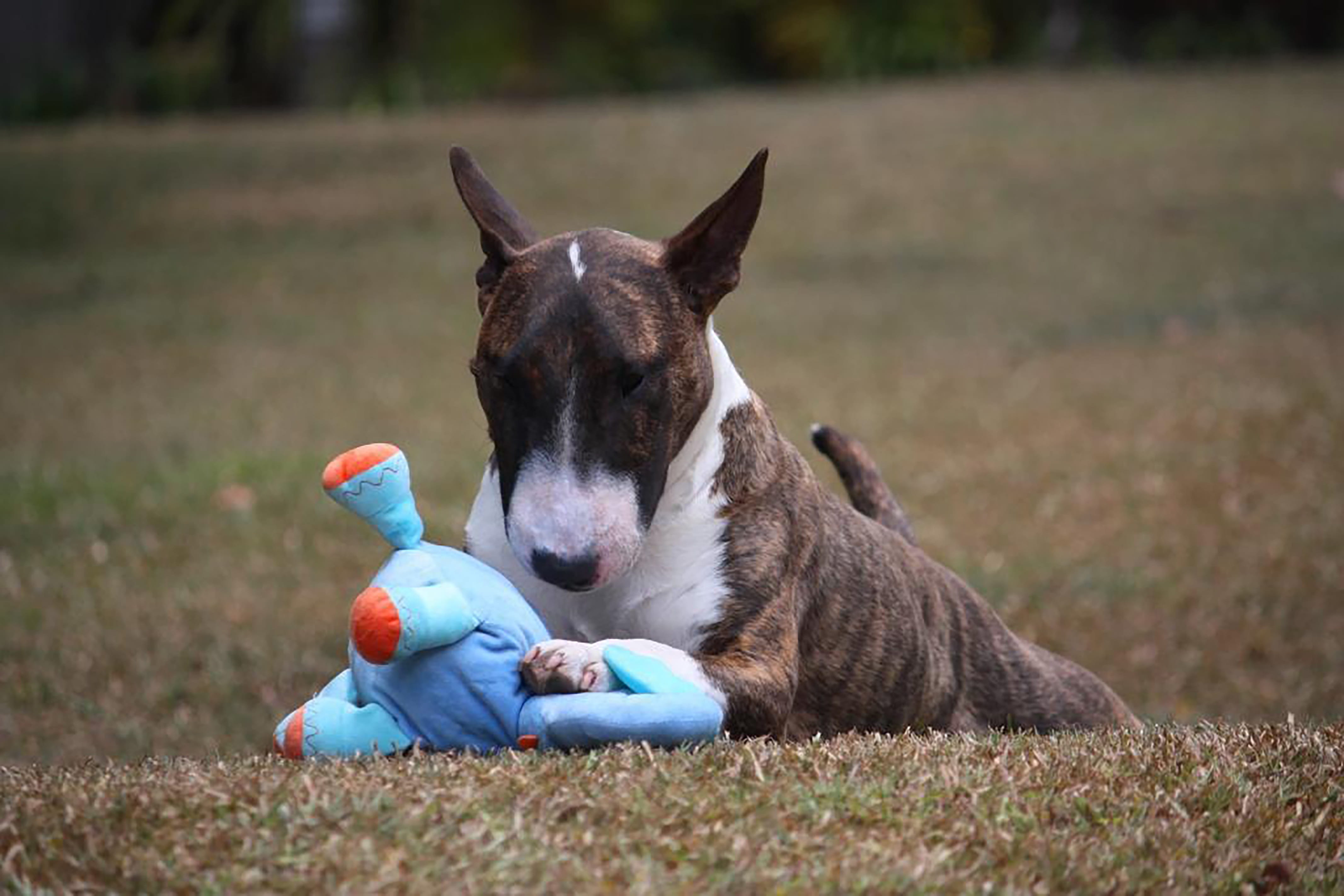 bullterrier, animal themes, eyes, domestic, field, grass, outdoors, puppy, doggo, animal head, muzzle, nature, looking, miniature, chew, face, dog, vertebrate, HD Wallpaper