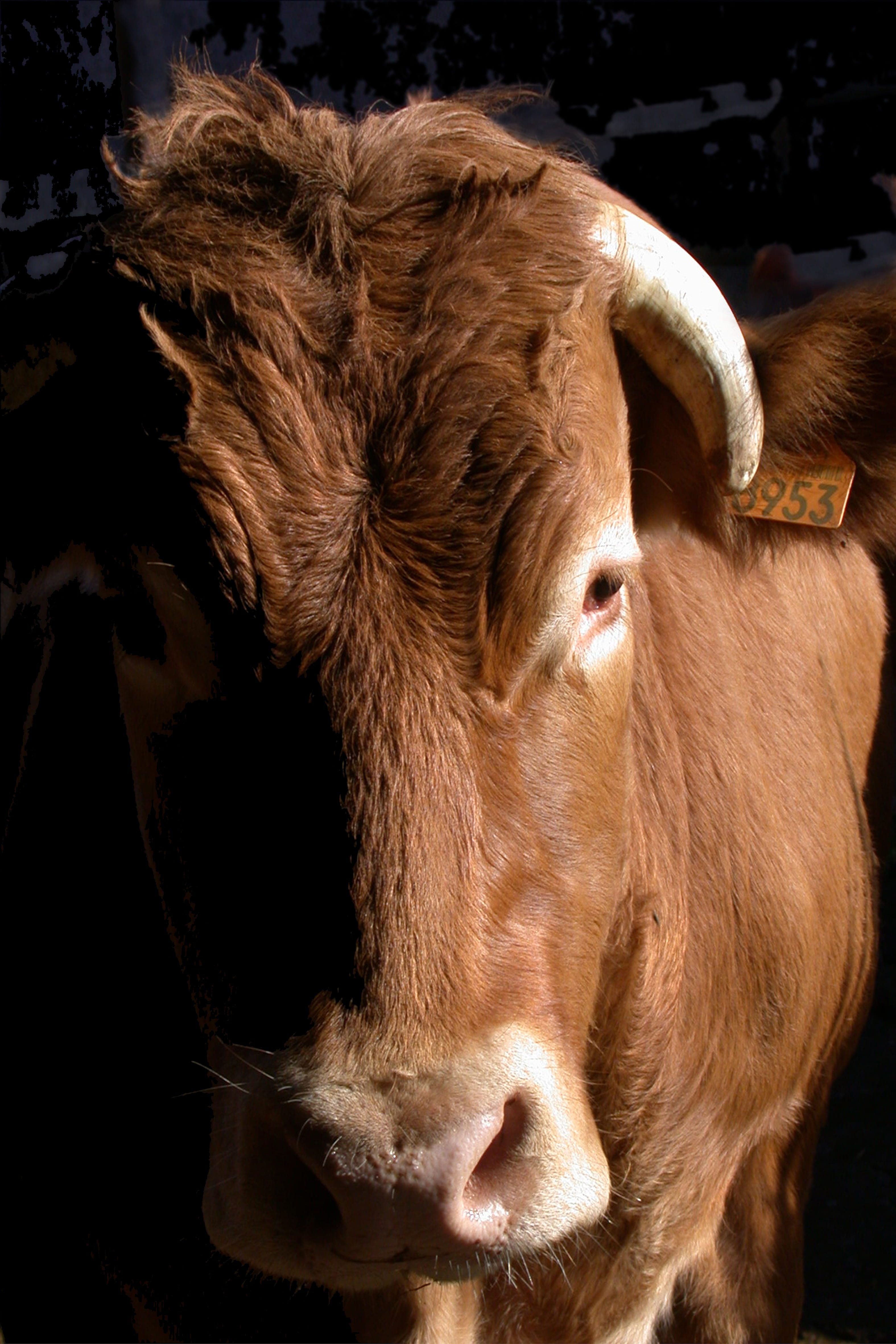 domestic, domestic animals, livestock, Field, vertebrate, mammal, farm, one animal, brown, Agriculture, animal eye, animal, animal body part, 4K, horned, Phone HD Wallpaper