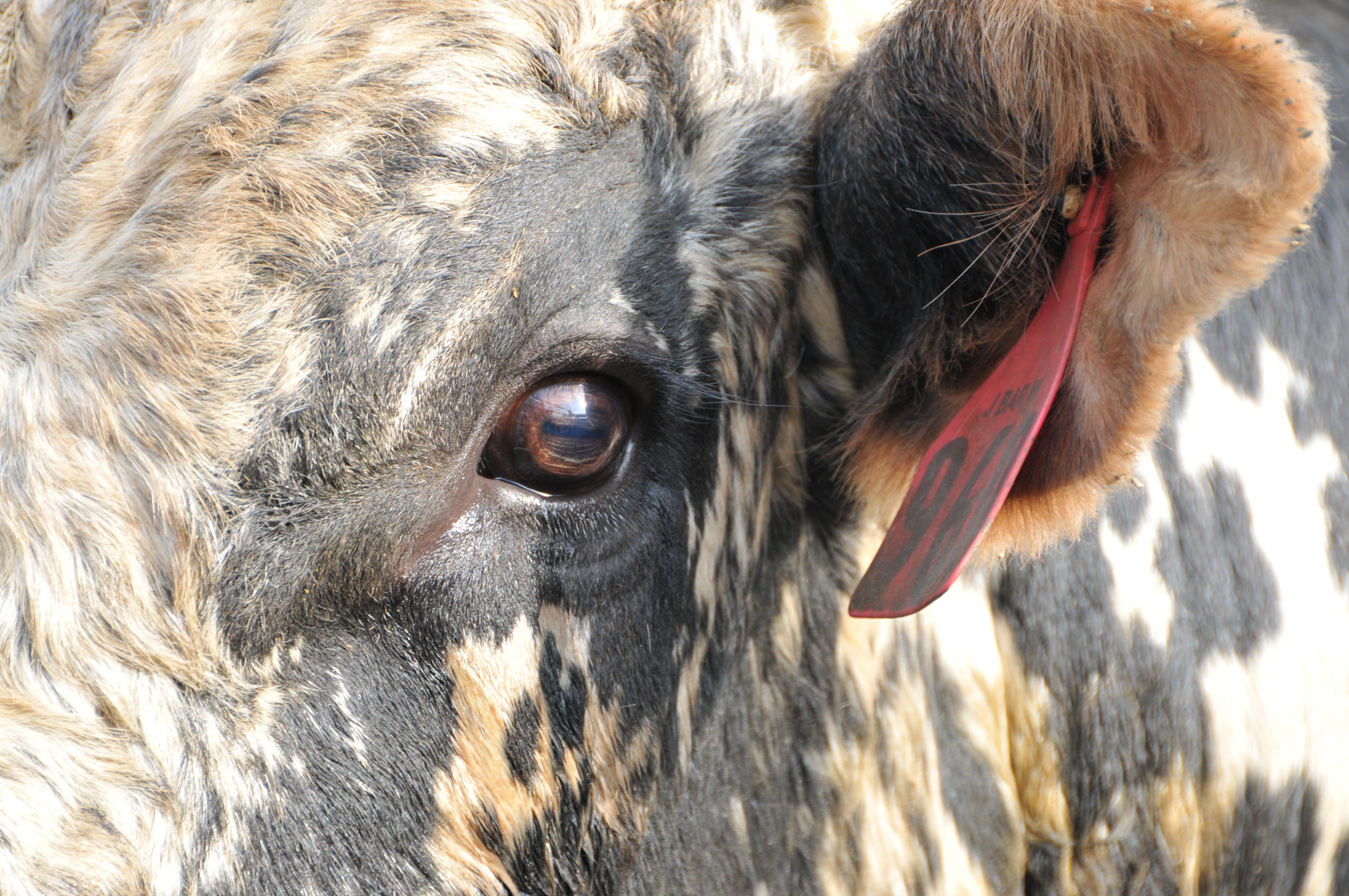 pets, one animal, animal wildlife, mammal, working animal, 4K, animal eye, bovine, country, eye, outdoors, bucking, vertebrate, western, ranch, wild, animal, HD Wallpaper