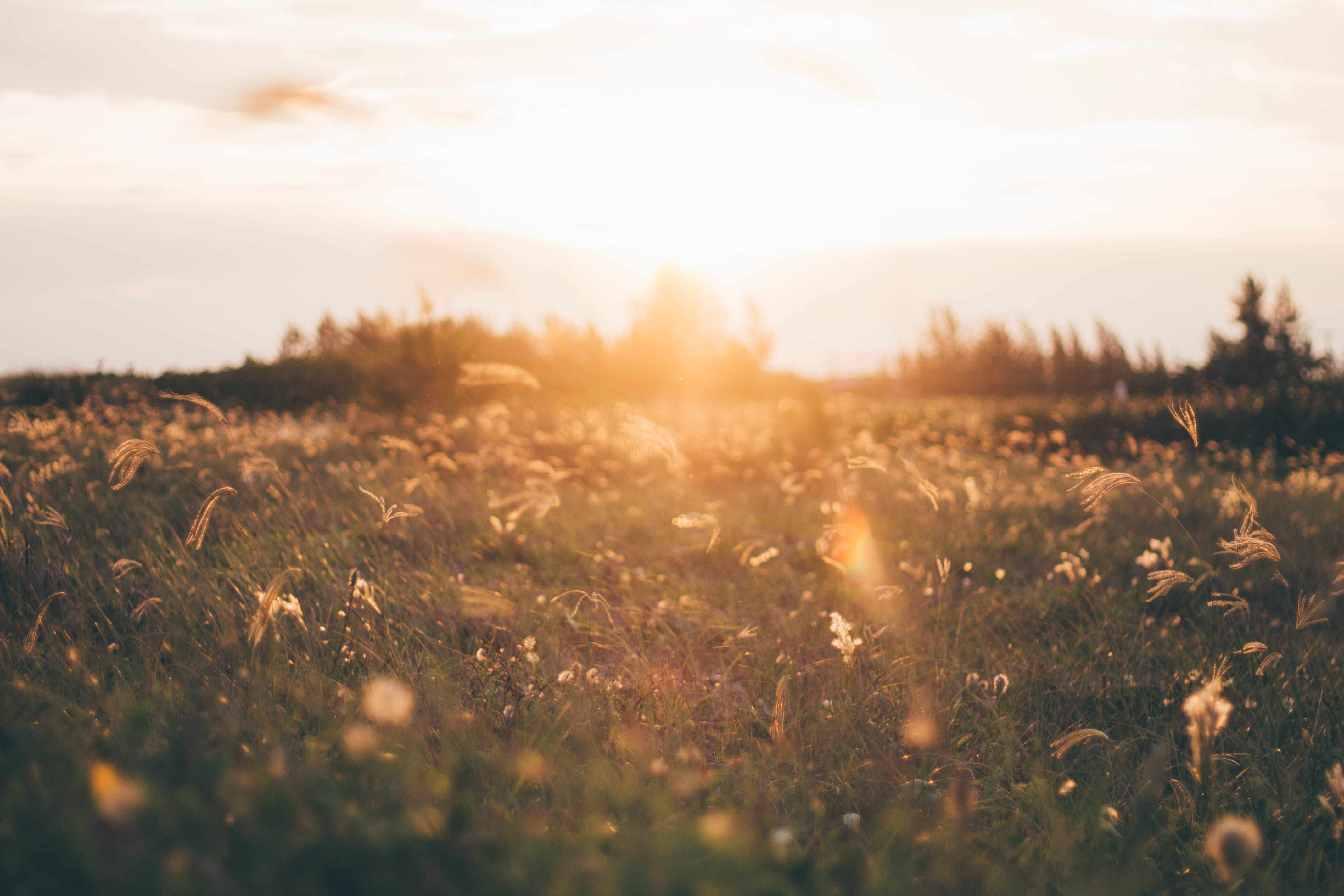 sunshine, sunbeam, mist, silhouette, selective focus, land, fog, evening sun, dawn, tranquility, environment, landscape, scenics - nature, scenic, sunrise, HD Wallpaper