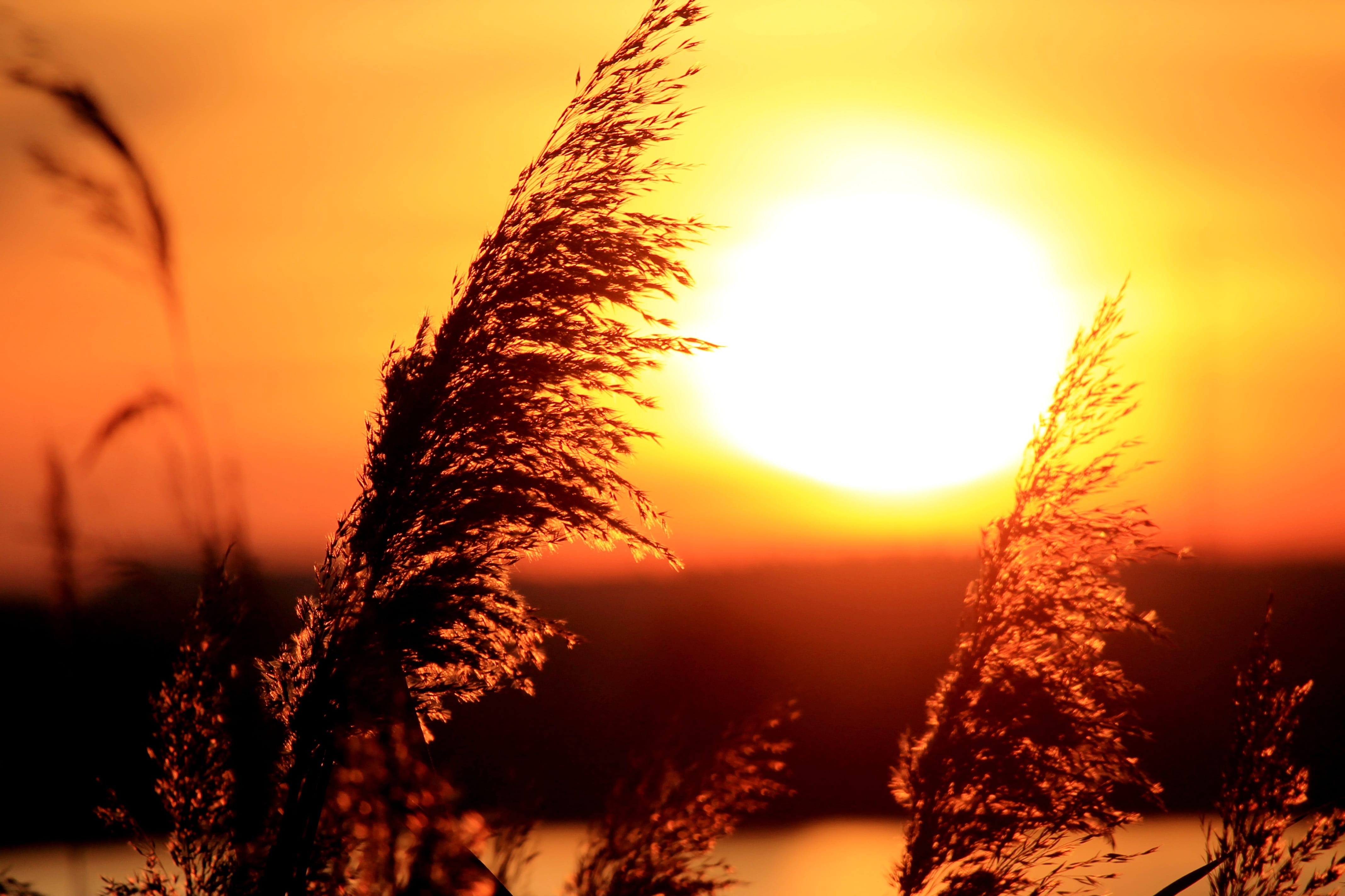 sun, sunbeam, crop, tree, blur, sky, sunset, field, 4K, beauty in nature, dusk, environment, evening, lens flare, bright, plant, tranquility, focus, silhouette, HD Wallpaper