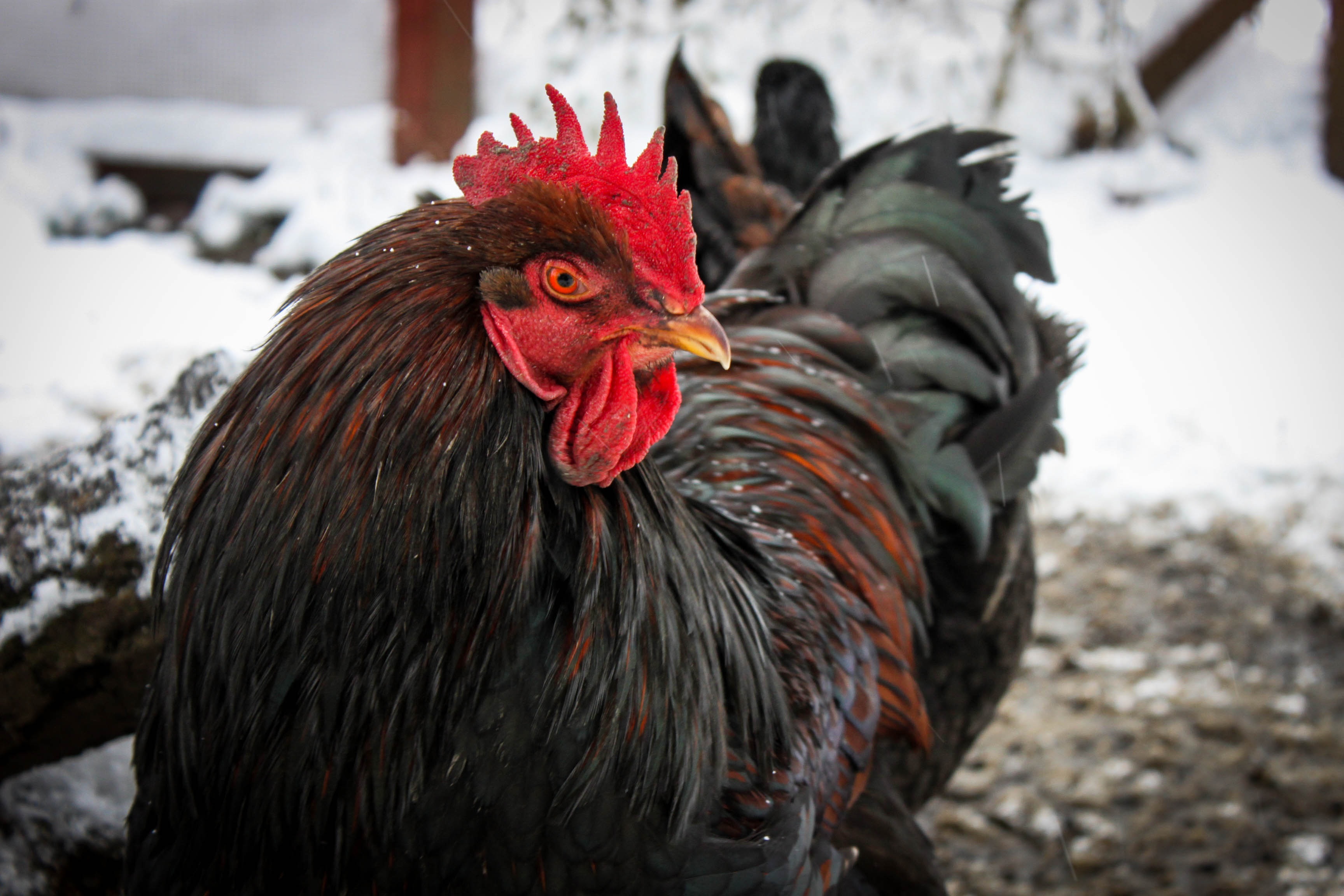 chicken - bird, domestic animals, rooster, animal head, one animal, animal, nature, vertebrate, domestic, outdoors, day, no people, chicken, hahn, focus on foreground, HD Wallpaper