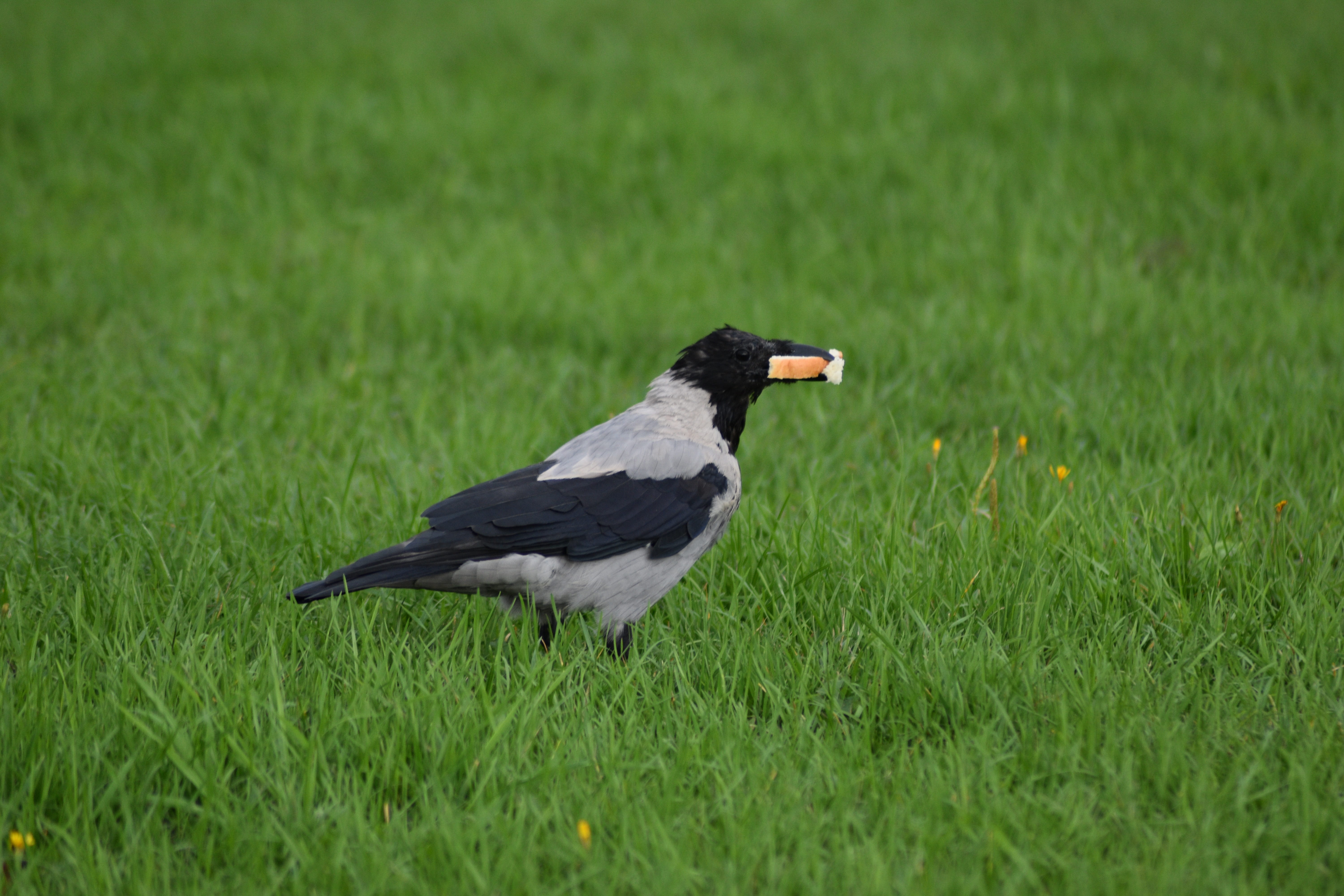 field, plumage, wing, raven, looking, chicken, sky, bird, animal themes, vertebrate, animal, beak, one animal, animal wildlife, plant, no people, side view, HD Wallpaper