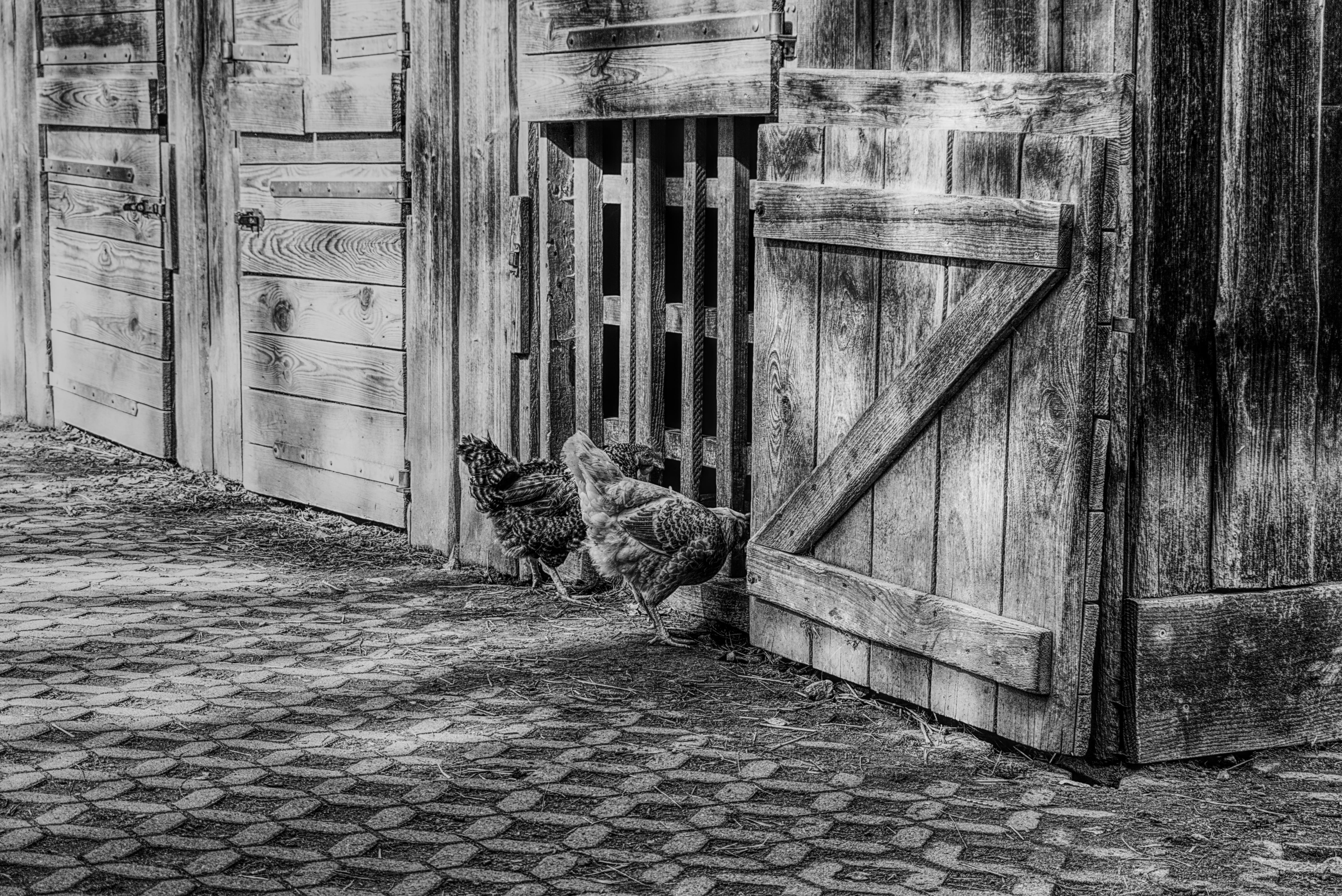 footpath, door, street, 5K, building, pets, stall, livestock, animals, architecture, wooden door, farm, gockel, built structure, bird, direction, black white, HD Wallpaper