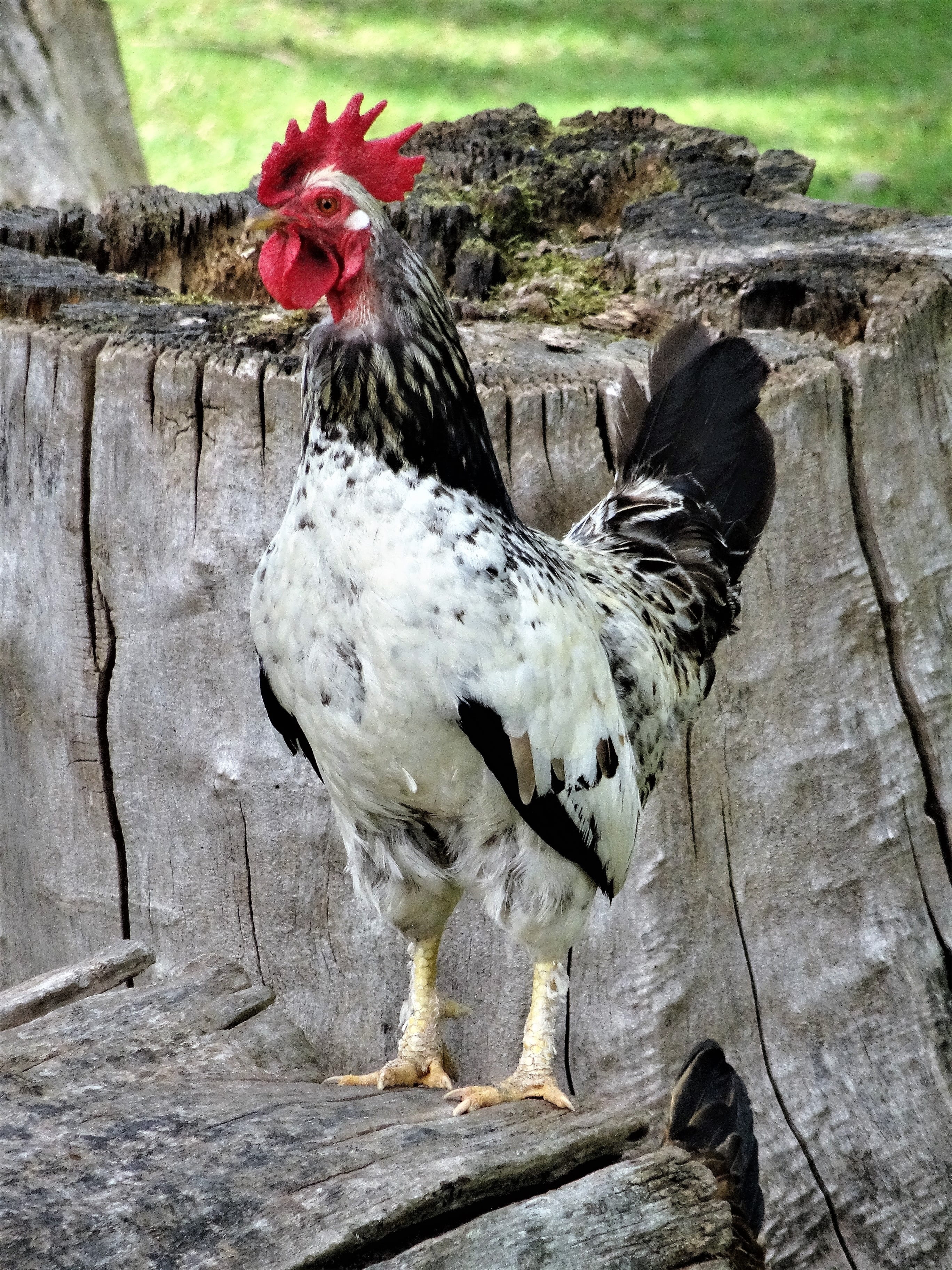 trunk, animal themes, nature, agriculture, mammal, livestock, wildlife photography, vertebrate, outdoors, chickens, 2K, one animal, male animal, chicken, Phone HD Wallpaper