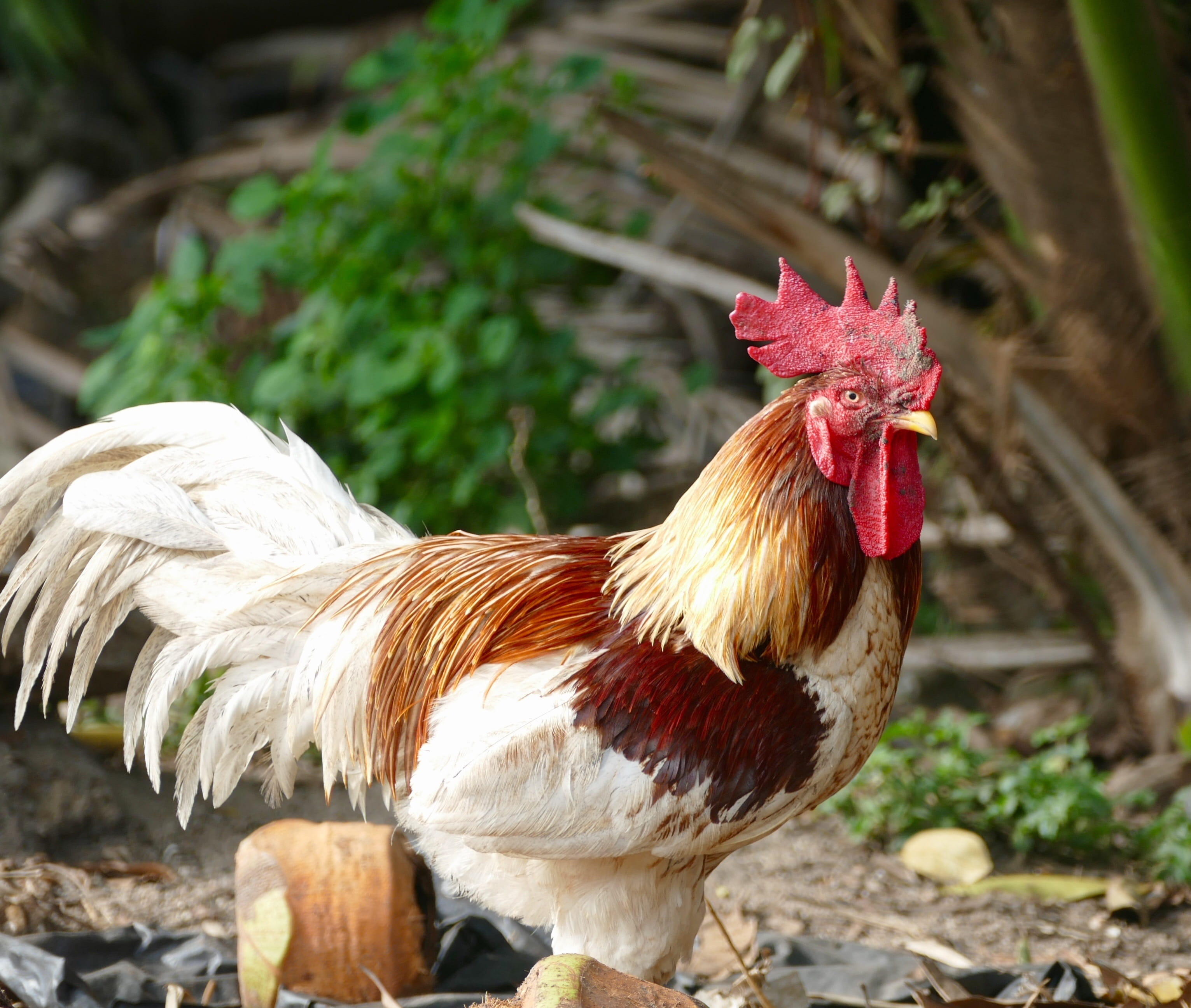 gockel, rooster, male animal, cockerel, livestock, focus on foreground, outdoors, pets, 2K, bird, vertebrate, mammal, nature, domestic animals, cockscomb, HD Wallpaper