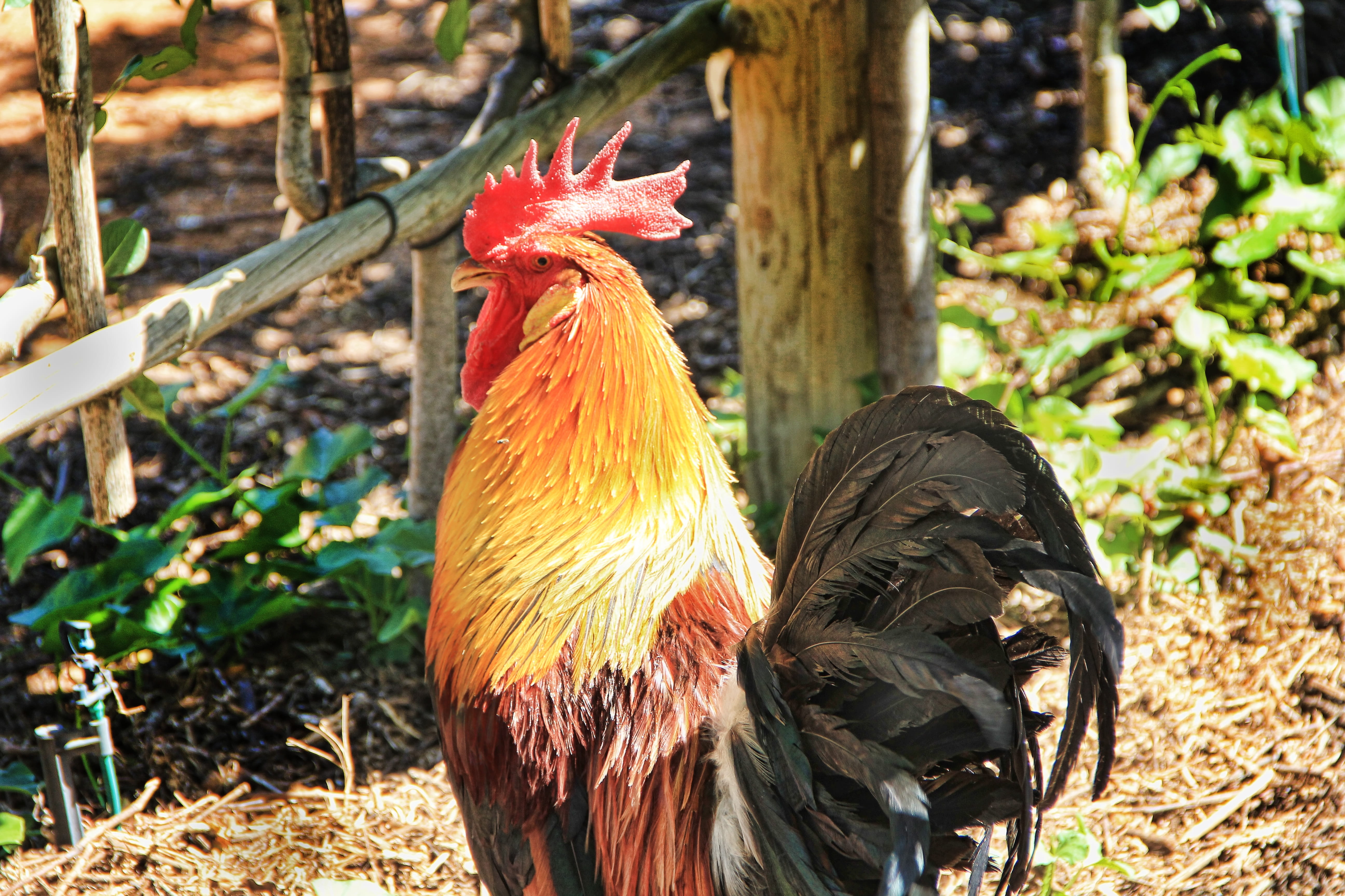 rooster, one animal, chicken - bird, cockscomb, nature, animal, gockel, day, male fowl, outdoors, hahn, male animal, mammal, animal themes, domestic, no people, HD Wallpaper
