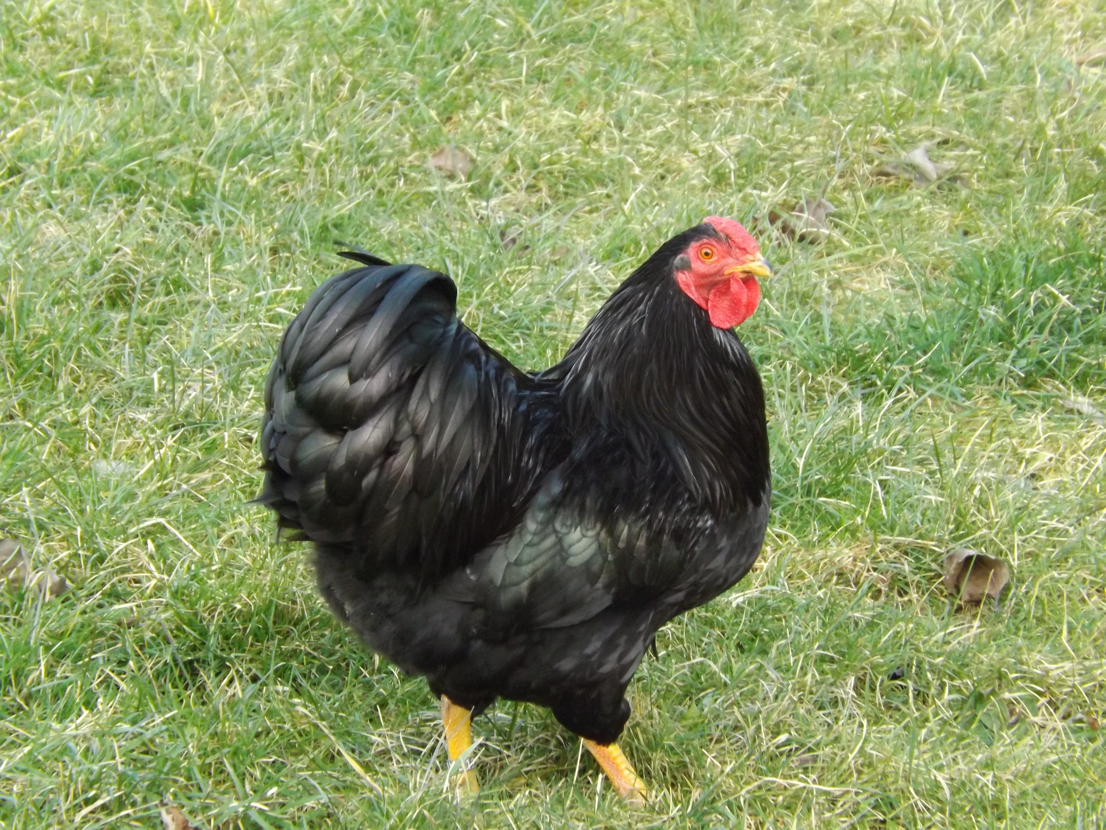 domestic, nature, land, day, chicken, grass, outdoors, chicken - bird, domestic animals, country life, animal world, poultry, vertebrate, feather, pinnate, HD Wallpaper
