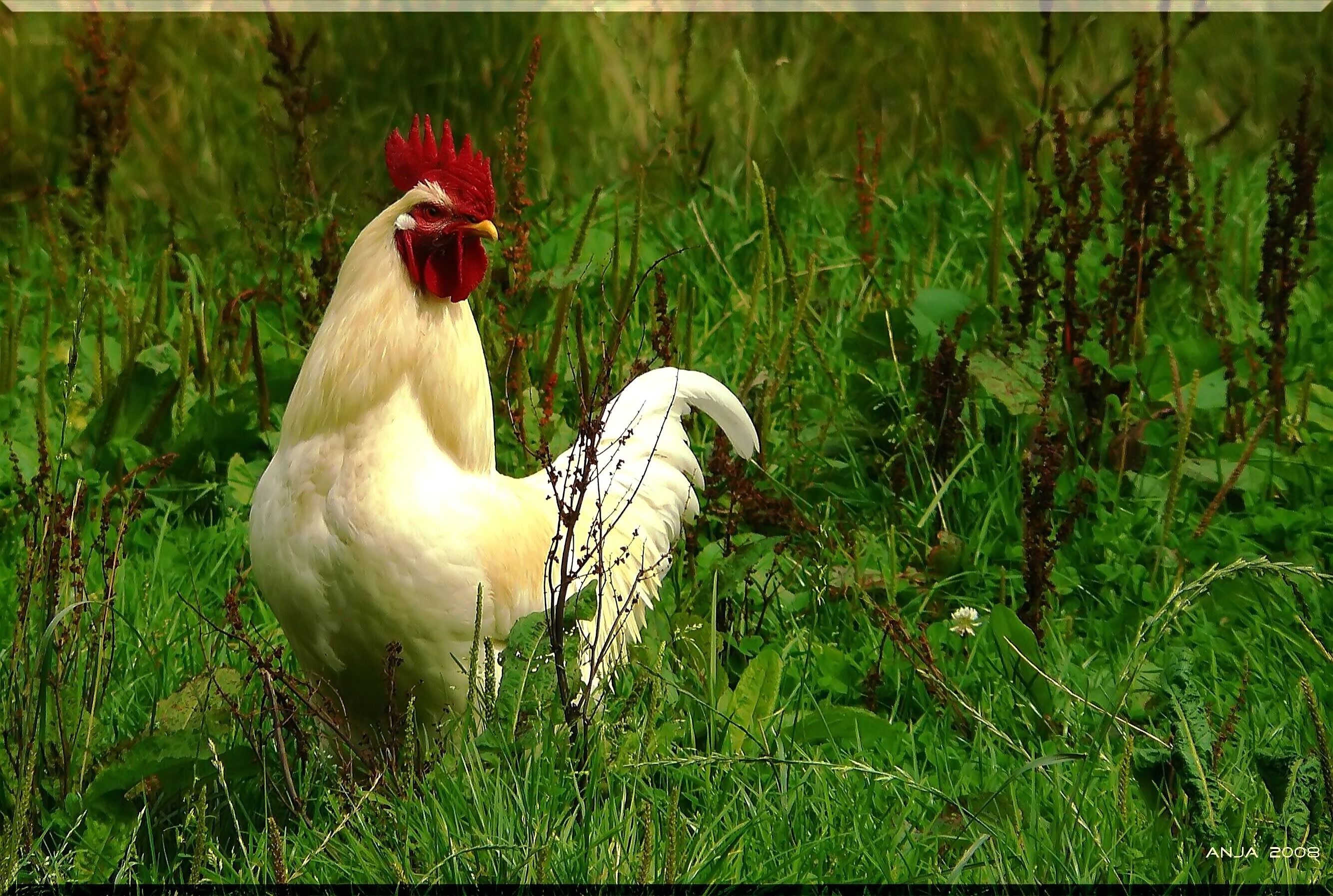 plant, rooster, pride, daytime, gallus gallus domesticus, day, range, animal, animal world, vertebrate, green, white, land, comb teeth, gockel, grass, animal themes, HD Wallpaper