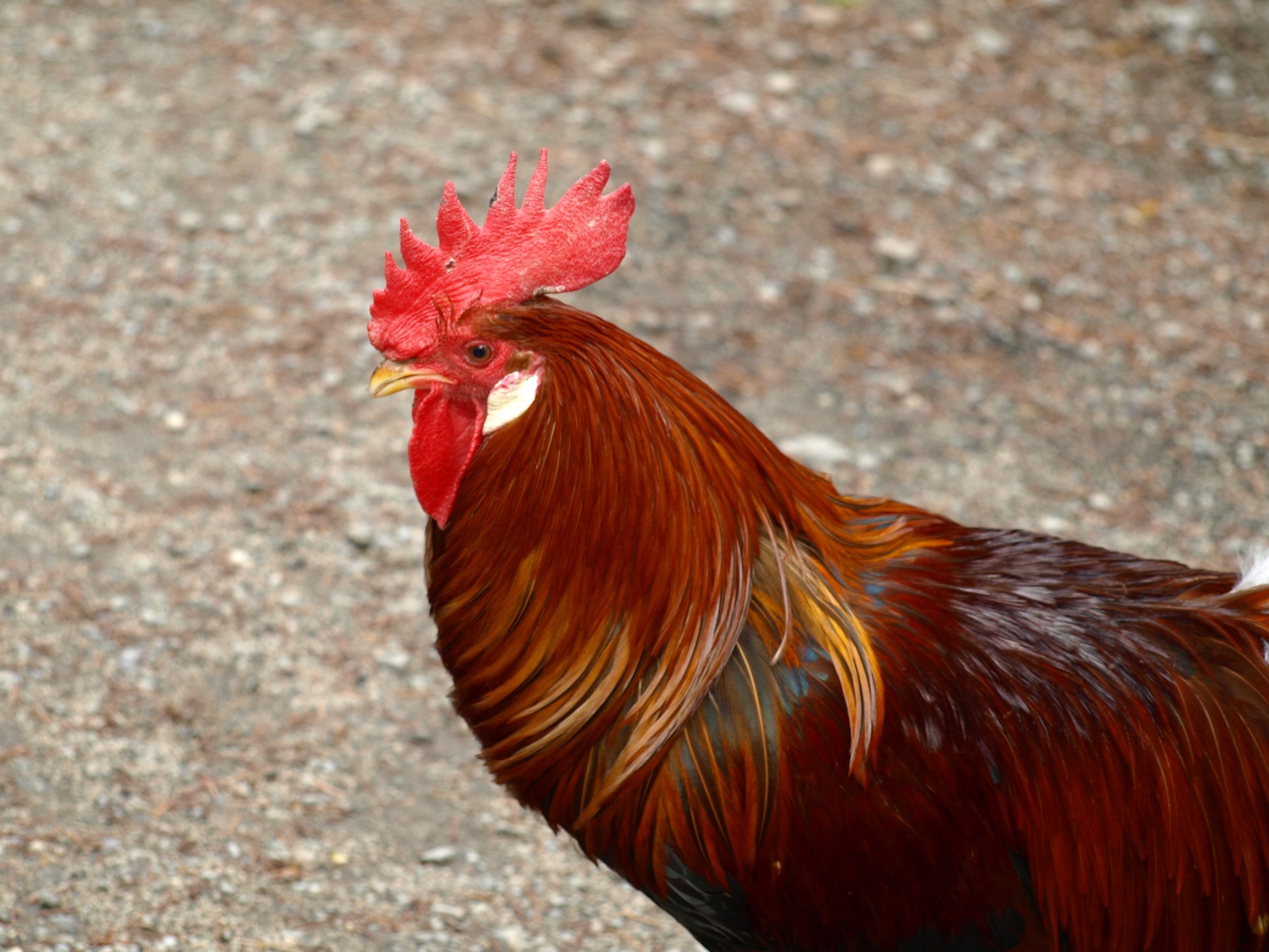 animal head, no people, vertebrate, male animal, day, male fowl, chicken, poultry, profile view, chicken - bird, hahn, one animal, outdoors, nature, animal, HD Wallpaper
