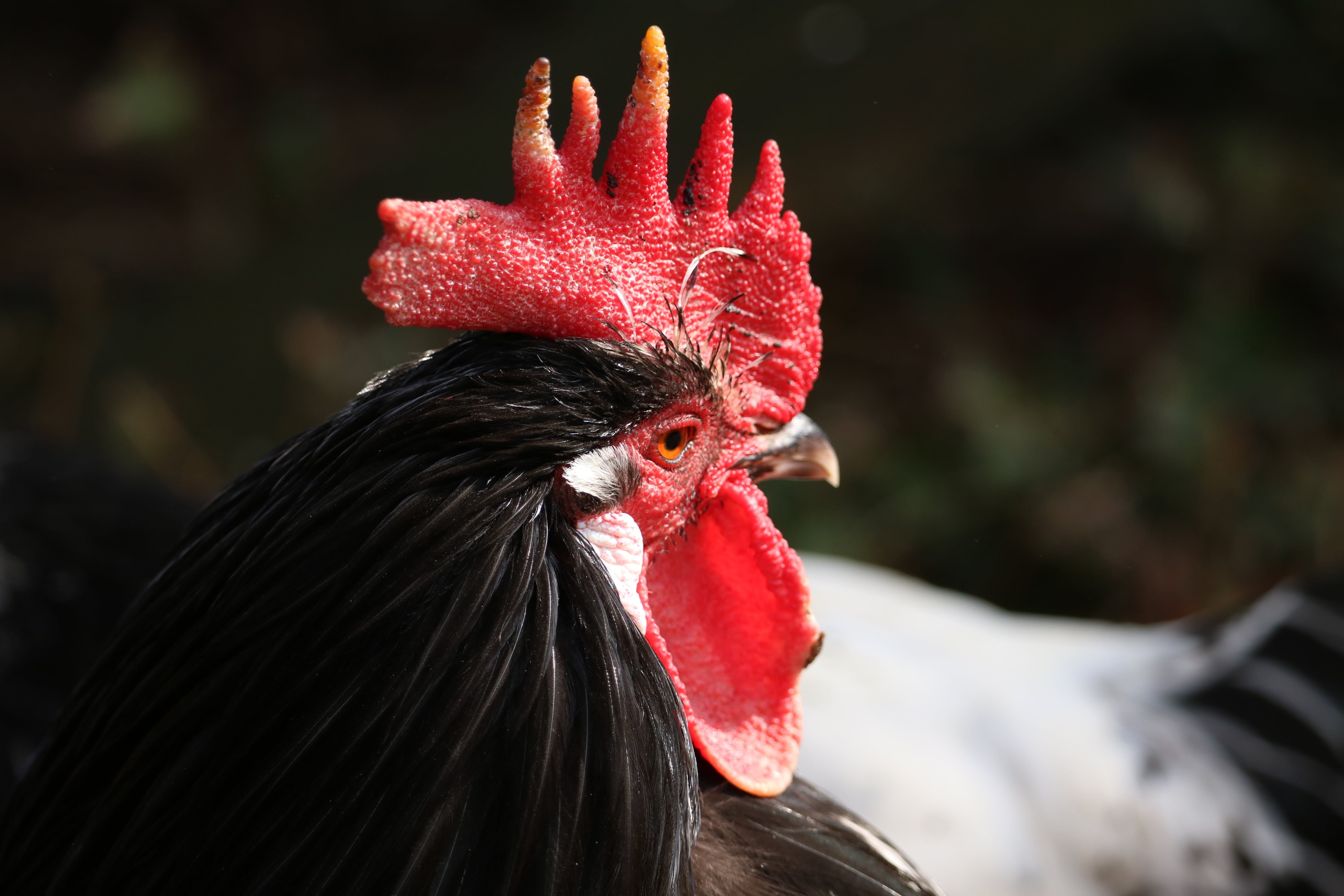 rooster, domestic, day, animal husbandry, pretty, pride, no people, hahn, animal head, agriculture, chicken, comb teeth, 4K, animal world, nature, one animal, HD Wallpaper