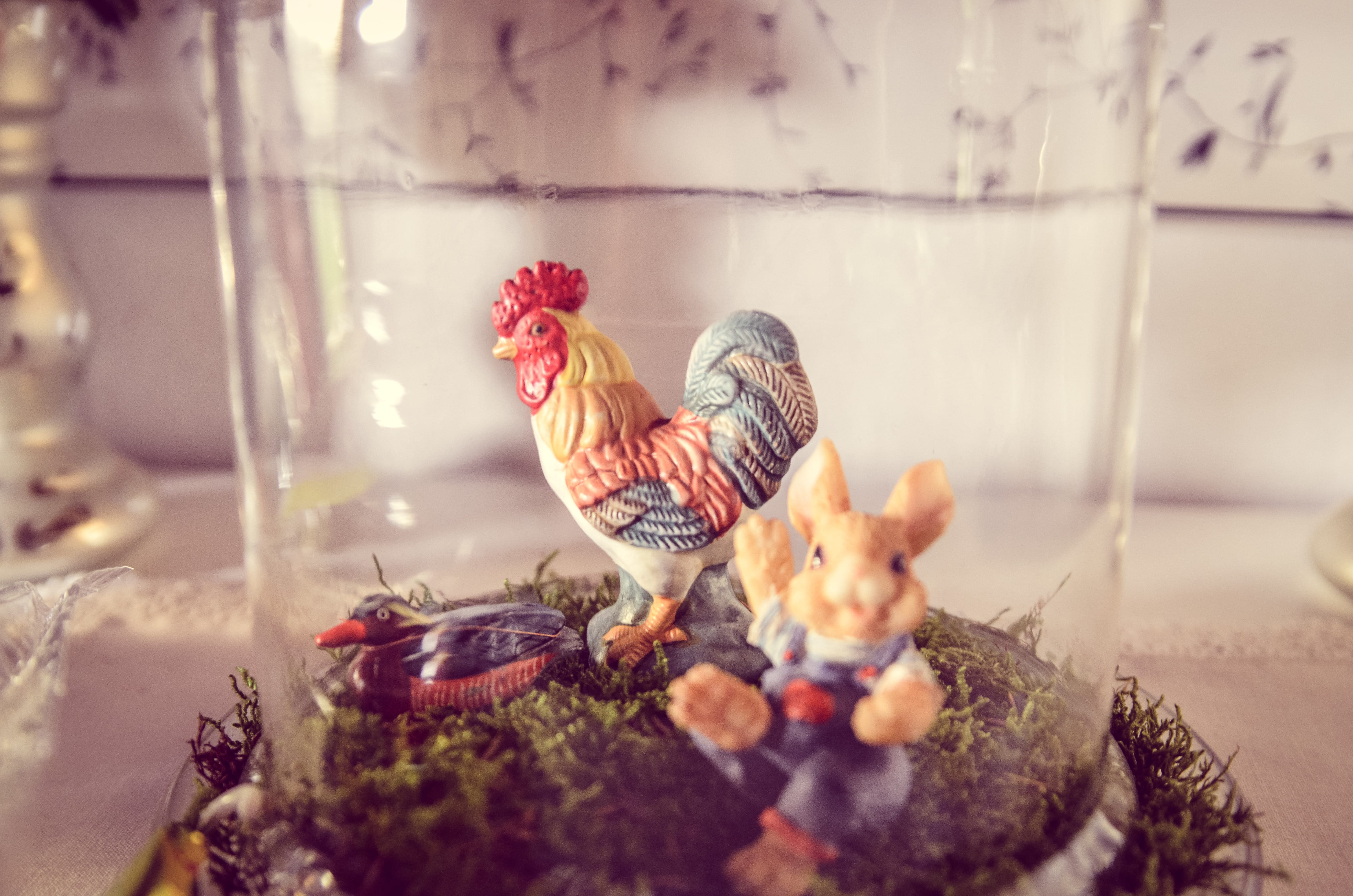 deco, mammal, geglügel, hahn, chickens, 4K, pets, young bird, charming, cockscomb, gockel, farm, hen, group of animals, indoors, young animal, bird, animal, HD Wallpaper