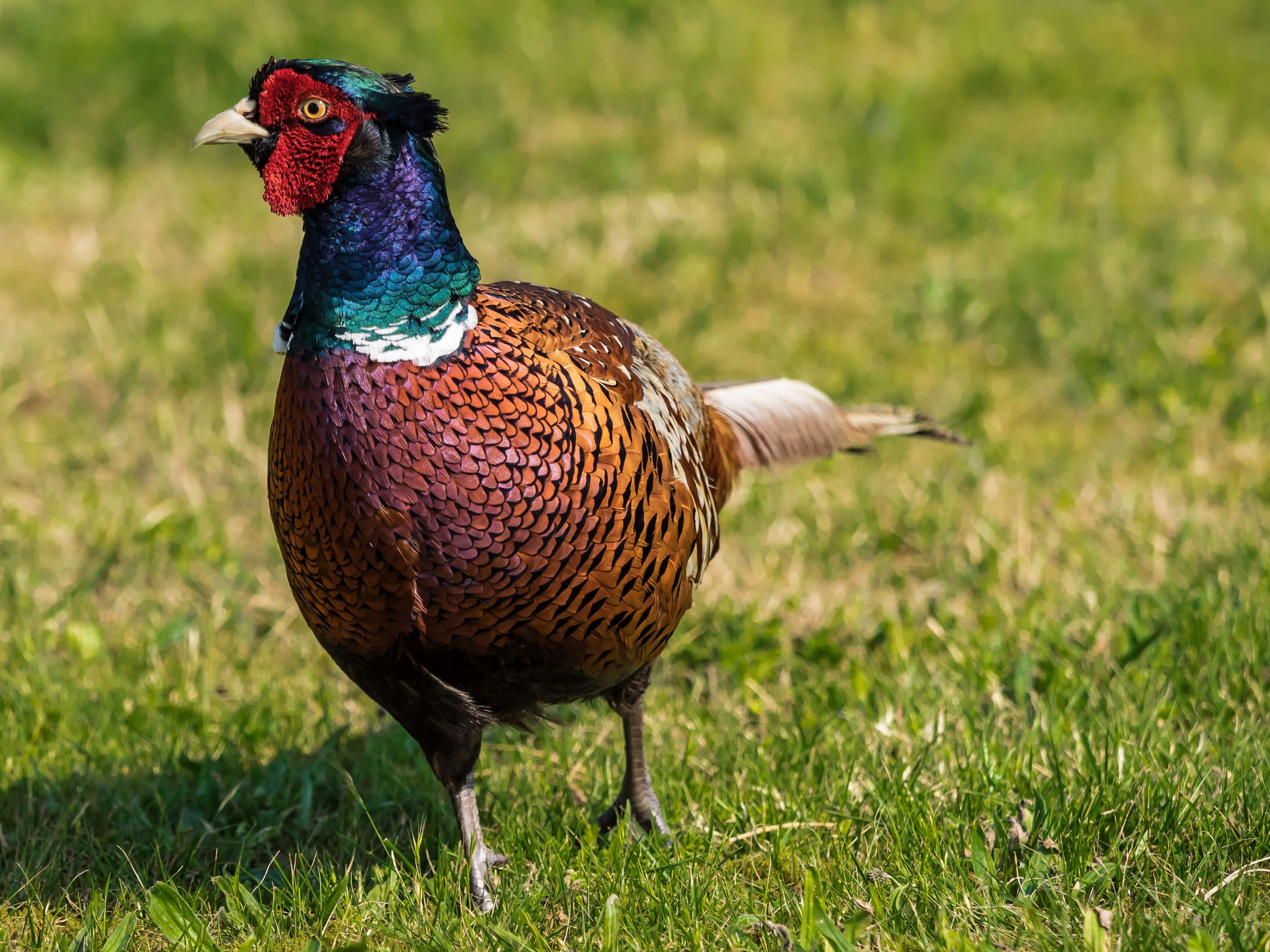 animal, field, animal wildlife, colorful, plant, hahn, chicken, grass, animal themes, males, land, close-up, nature, male animal, animals in the wild, poultry, HD Wallpaper