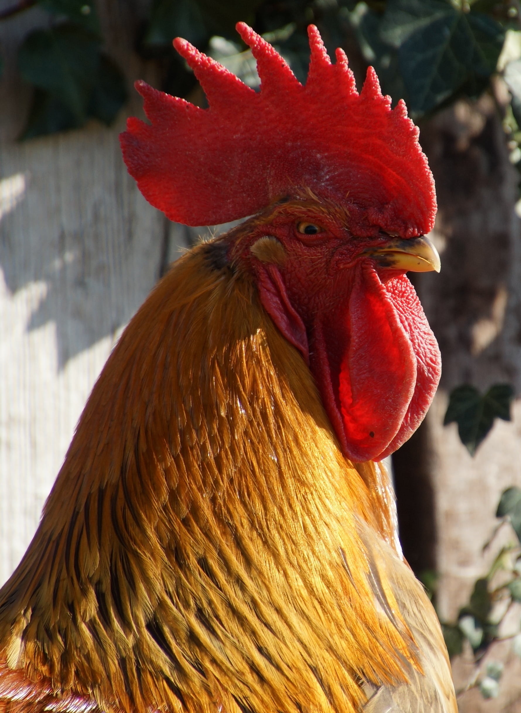 no people, male animal, focus on foreground, chicken - bird, animal body part, red, vertebrate, close-up, farm, domestic, mouth open, agriculture, rooster, Phone HD Wallpaper