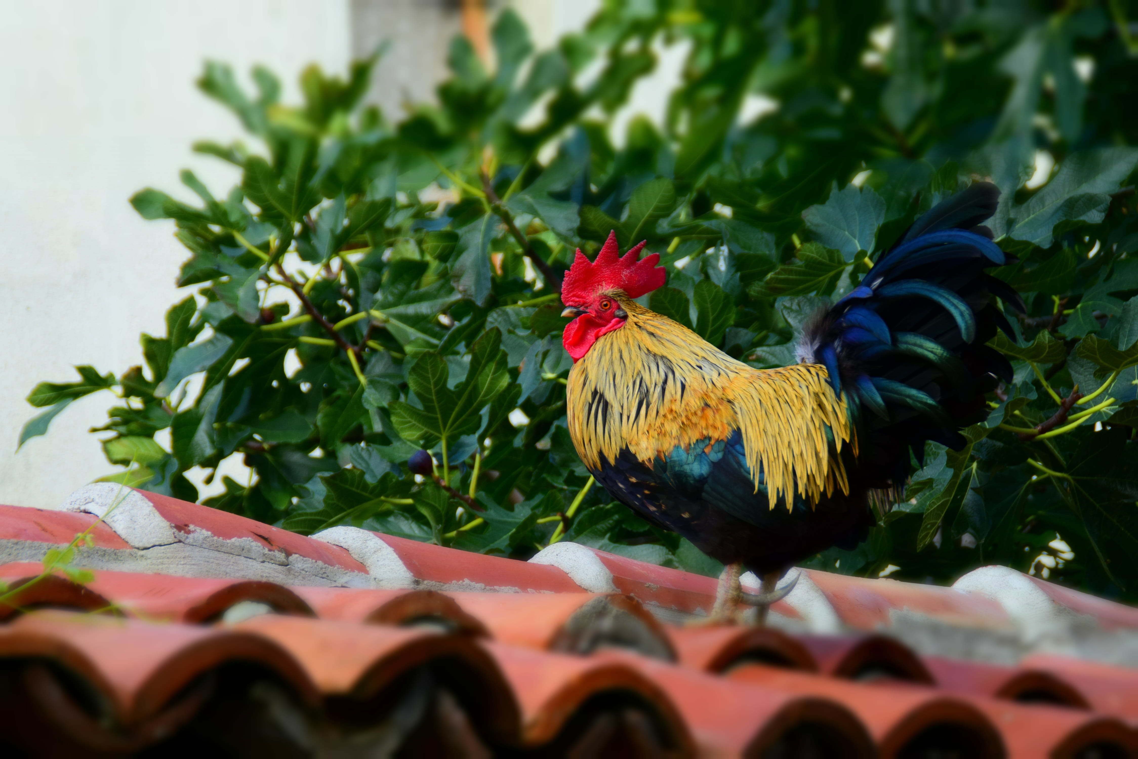 one animal, day, bulgaria, fig tree, domestic, nature, domestic animals, pets, Chicken, chicken - bird, holiday, Roof, 4K, plant part, animal themes, vertebrate, HD Wallpaper